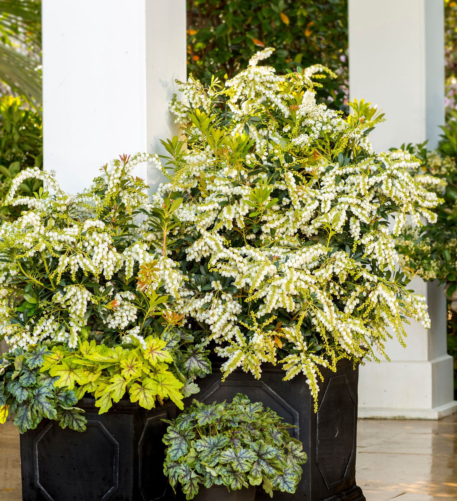 slide 3 of 4, Lowe's Mountain Snow Pieris Flowering Shrub in 2.00 -Gallon Pot 1.0 -Pack with White Blooms, 1 ct