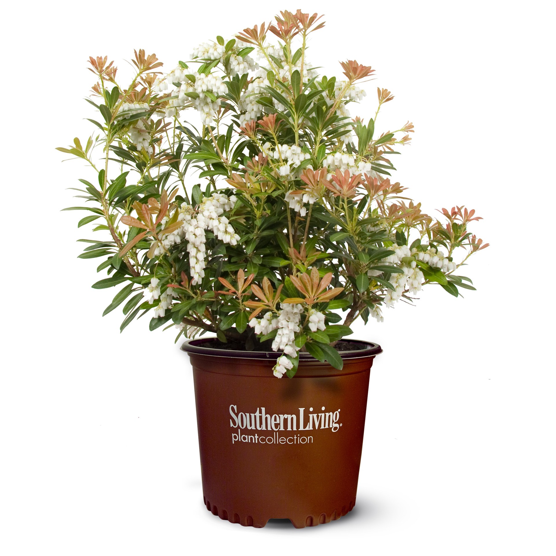 slide 4 of 4, Lowe's Mountain Snow Pieris Flowering Shrub in 2.00 -Gallon Pot 1.0 -Pack with White Blooms, 1 ct