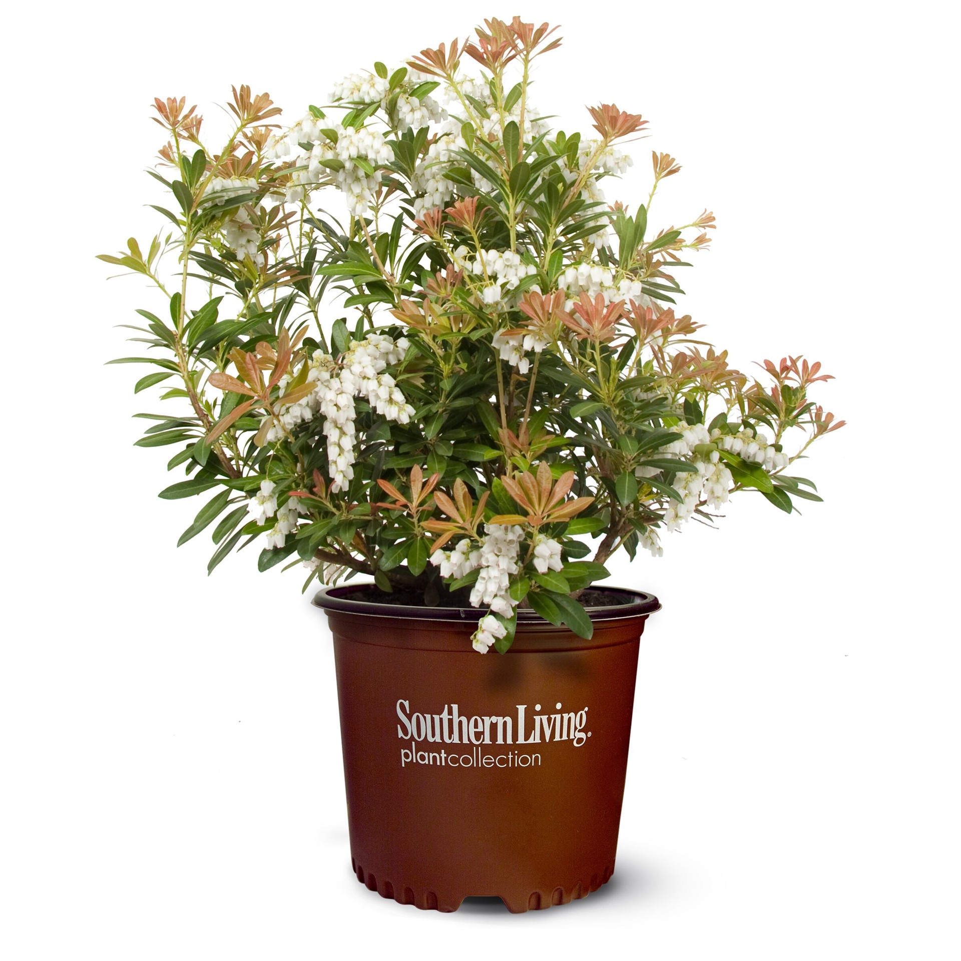 slide 1 of 4, Lowe's Mountain Snow Pieris Flowering Shrub in 2.00 -Gallon Pot 1.0 -Pack with White Blooms, 1 ct
