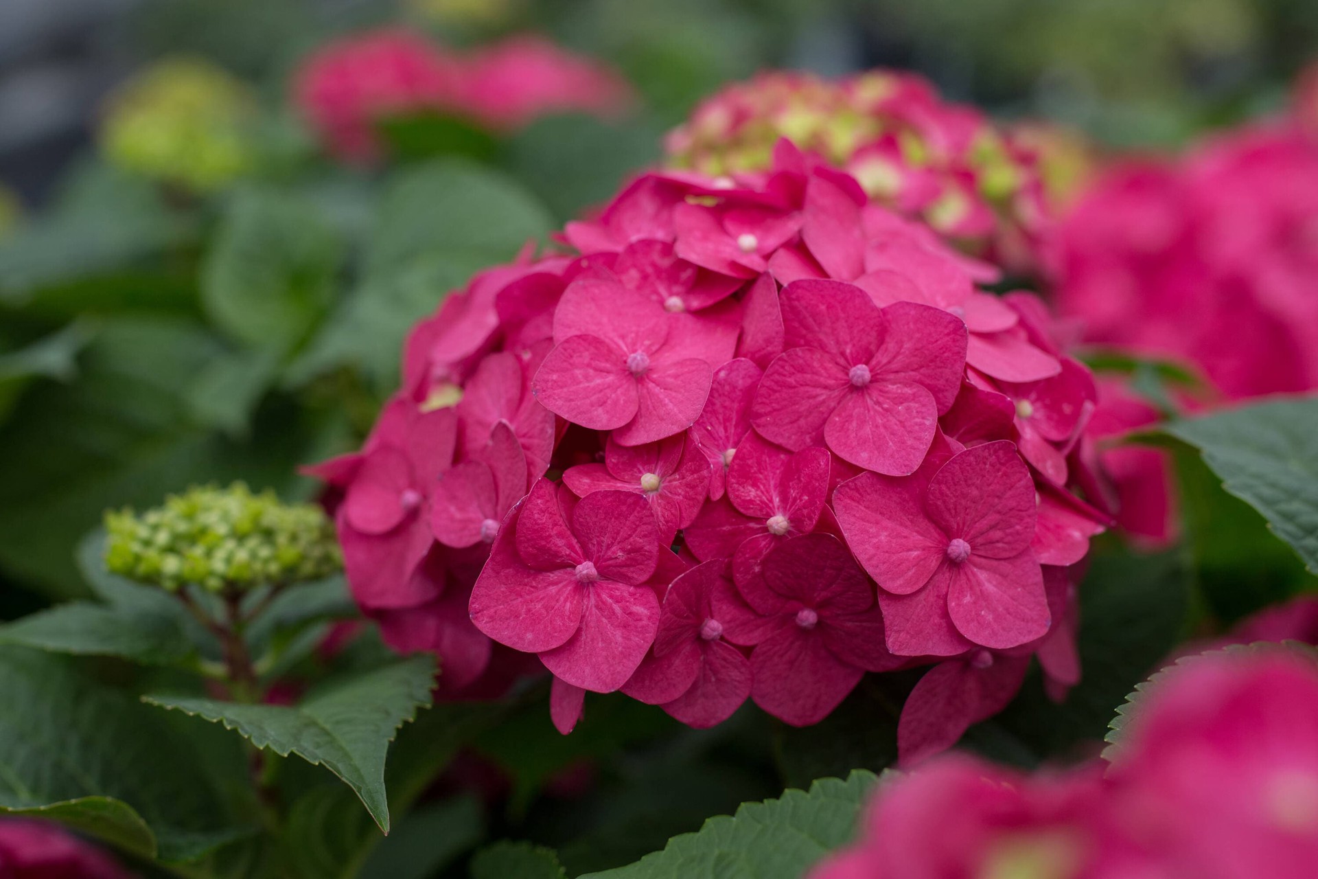 slide 2 of 6, Lowe's Summer Crush Reblooming Hydrangea Flowering Shrub in 2 -Gallon Pot 1.0 -Pack with Multicolor Blooms, 1 ct