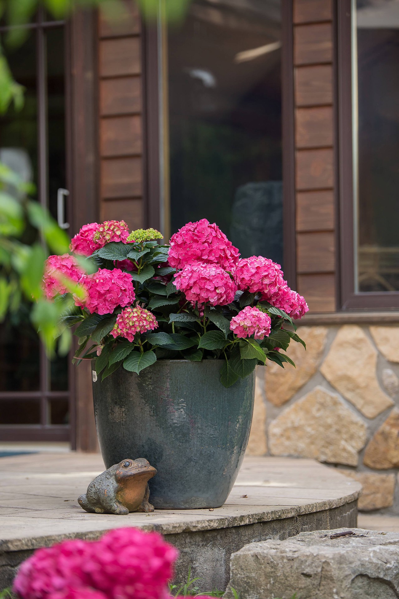 slide 3 of 6, Lowe's Summer Crush Reblooming Hydrangea Flowering Shrub in 2 -Gallon Pot 1.0 -Pack with Multicolor Blooms, 1 ct