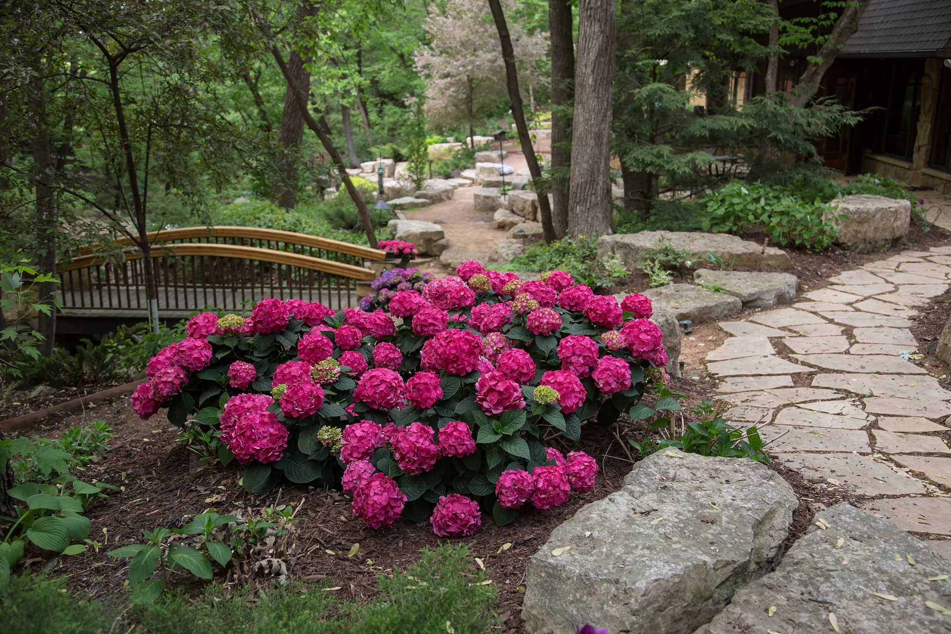 slide 4 of 6, Lowe's Summer Crush Reblooming Hydrangea Flowering Shrub in 2 -Gallon Pot 1.0 -Pack with Multicolor Blooms, 1 ct