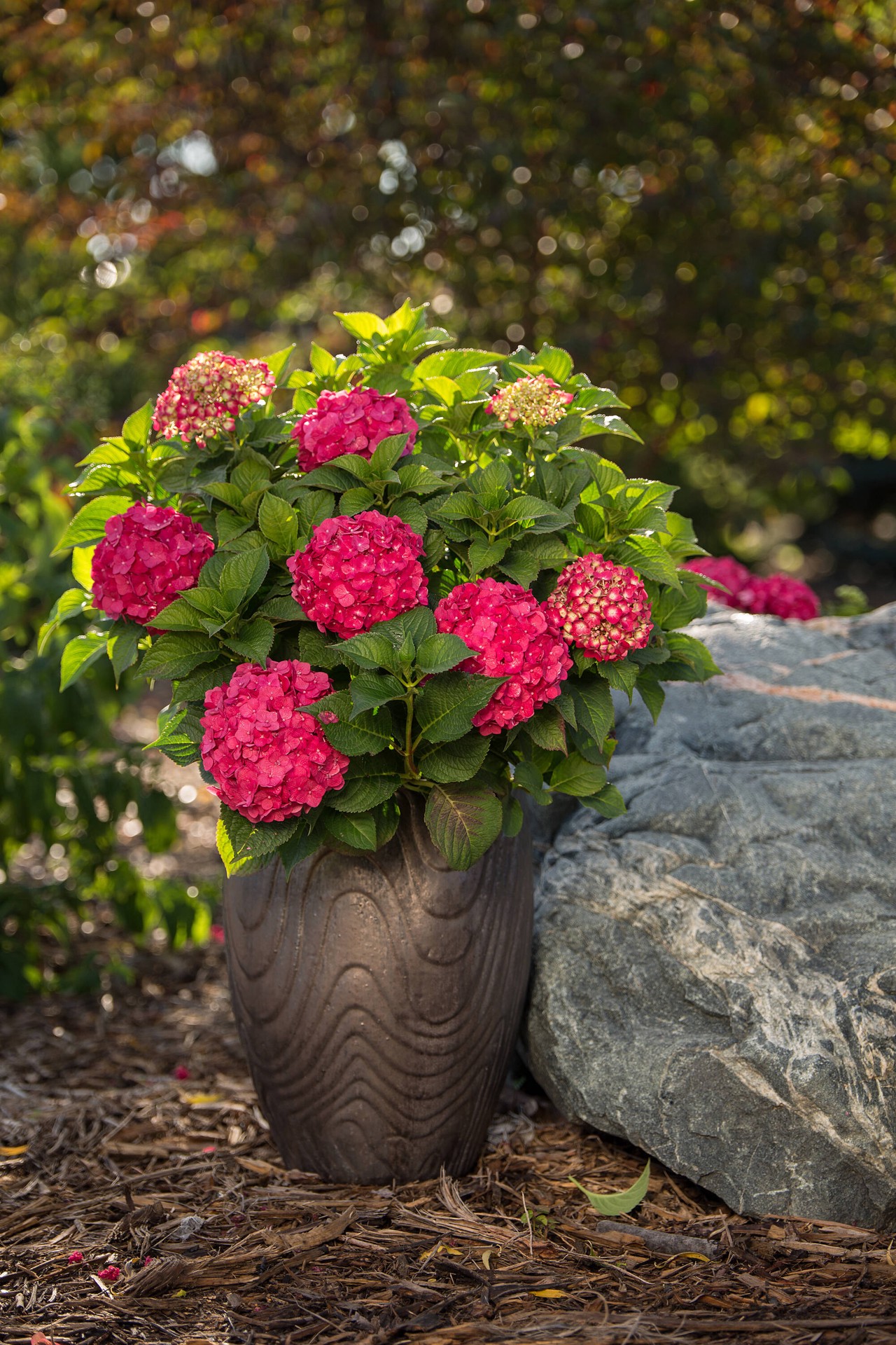 slide 5 of 6, Lowe's Summer Crush Reblooming Hydrangea Flowering Shrub in 2 -Gallon Pot 1.0 -Pack with Multicolor Blooms, 1 ct