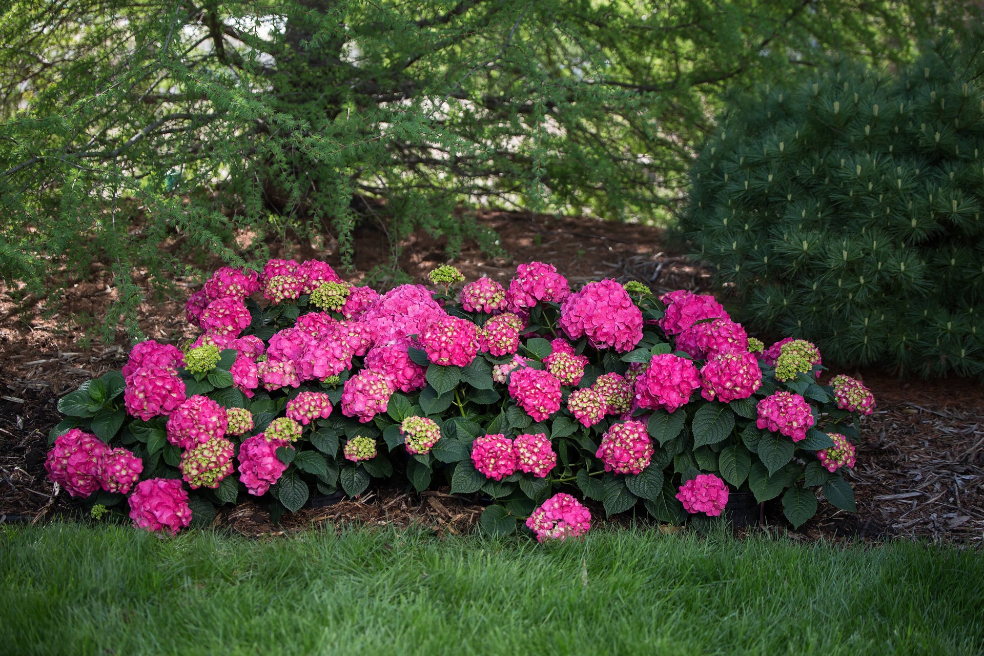 slide 6 of 6, Lowe's Summer Crush Reblooming Hydrangea Flowering Shrub in 2 -Gallon Pot 1.0 -Pack with Multicolor Blooms, 1 ct