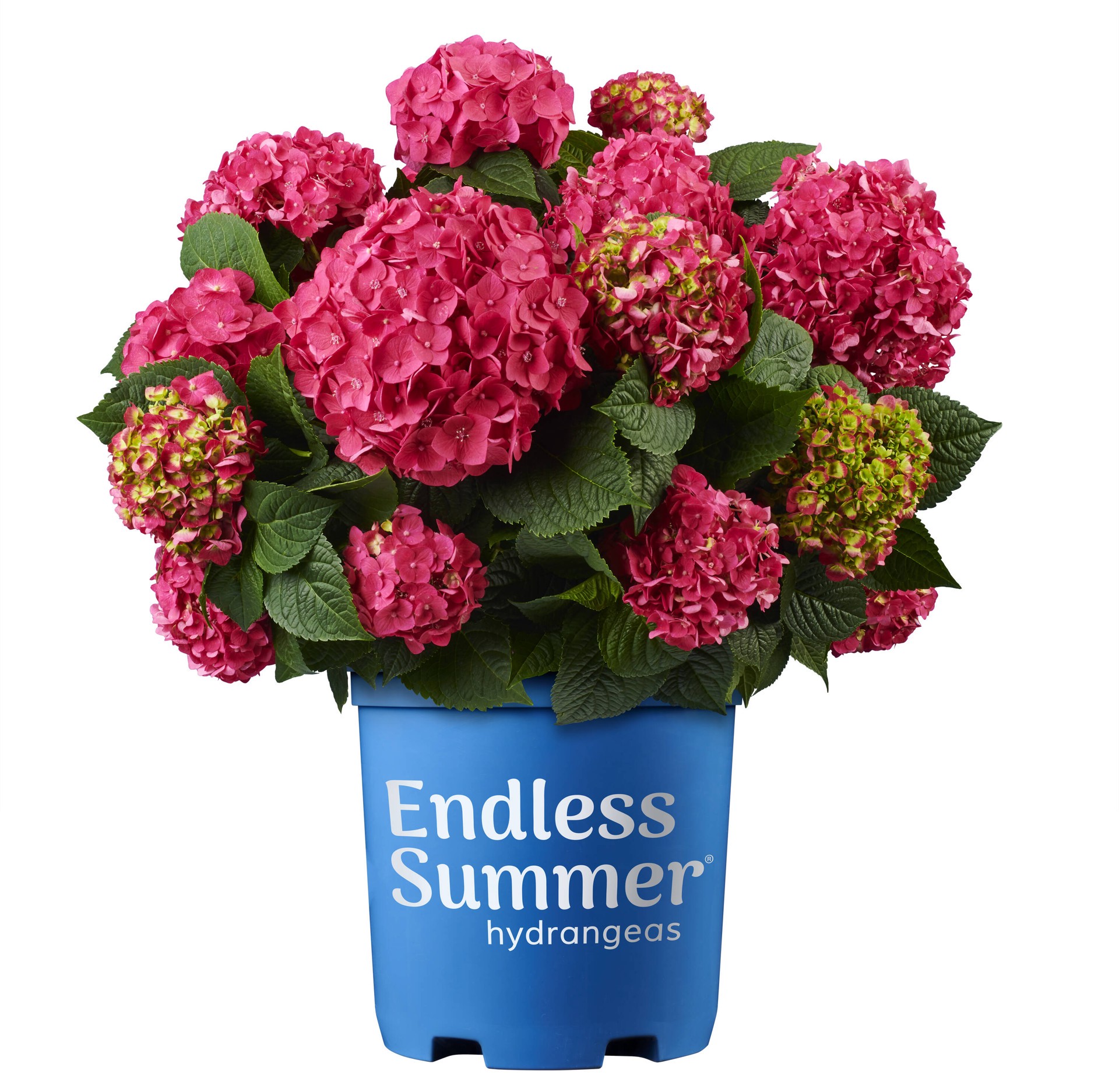 slide 1 of 6, Lowe's Summer Crush Reblooming Hydrangea Flowering Shrub in 2 -Gallon Pot 1.0 -Pack with Multicolor Blooms, 1 ct