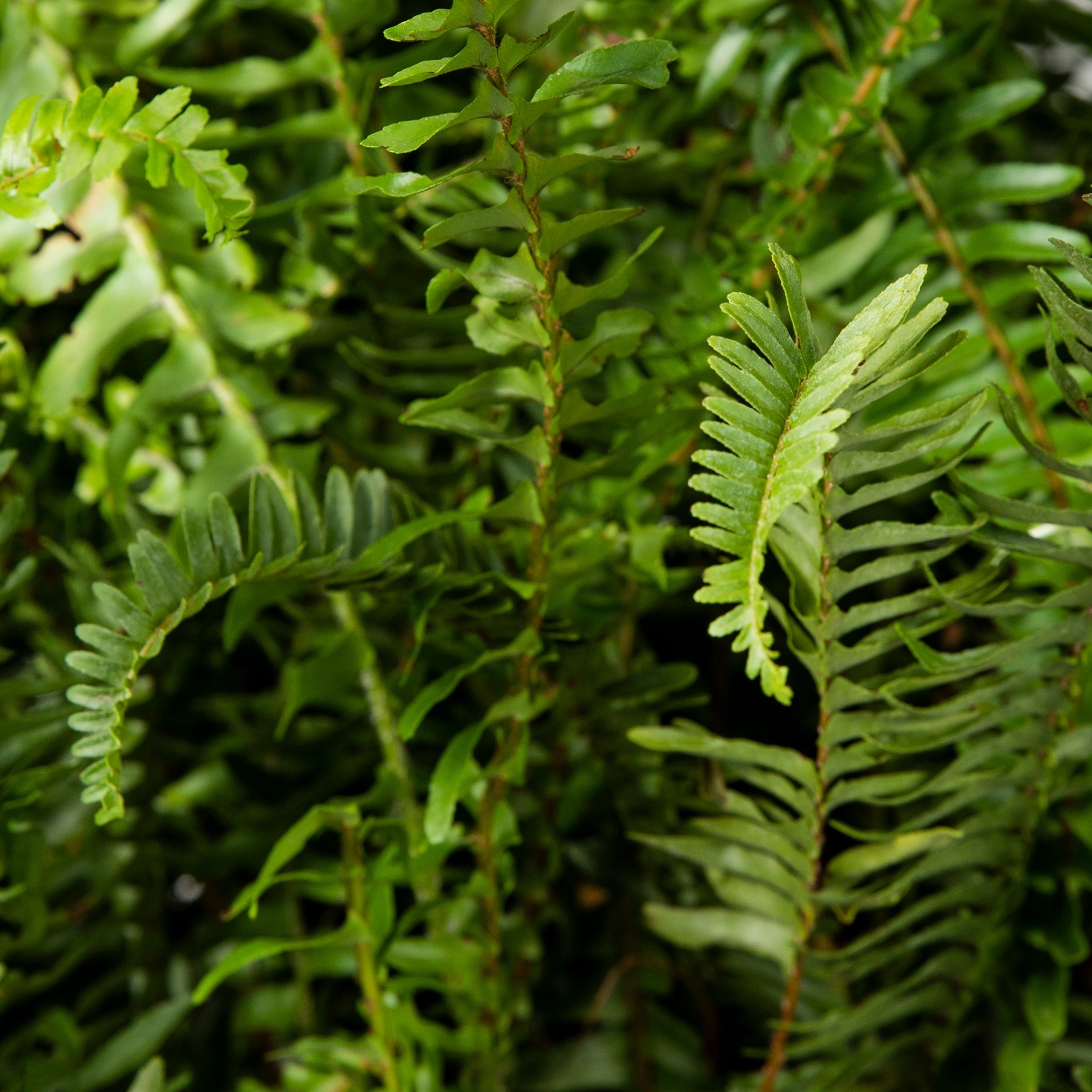 slide 2 of 4, Lowe's Kimberly Queen Fern Accent Shrub in 1.72 -Gallon Pot 1 -Pack, 1 ct