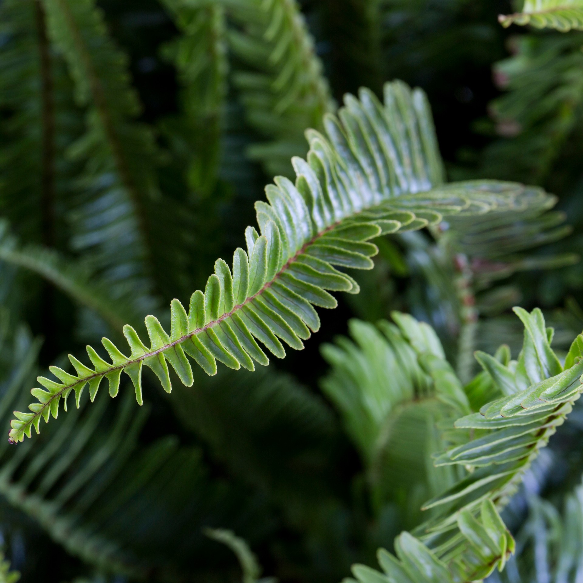 slide 2 of 4, Lowe's Kinberly Queen Fern Accent Shrub in 1.72 -Gallon Planter 1 -Pack, 1 ct