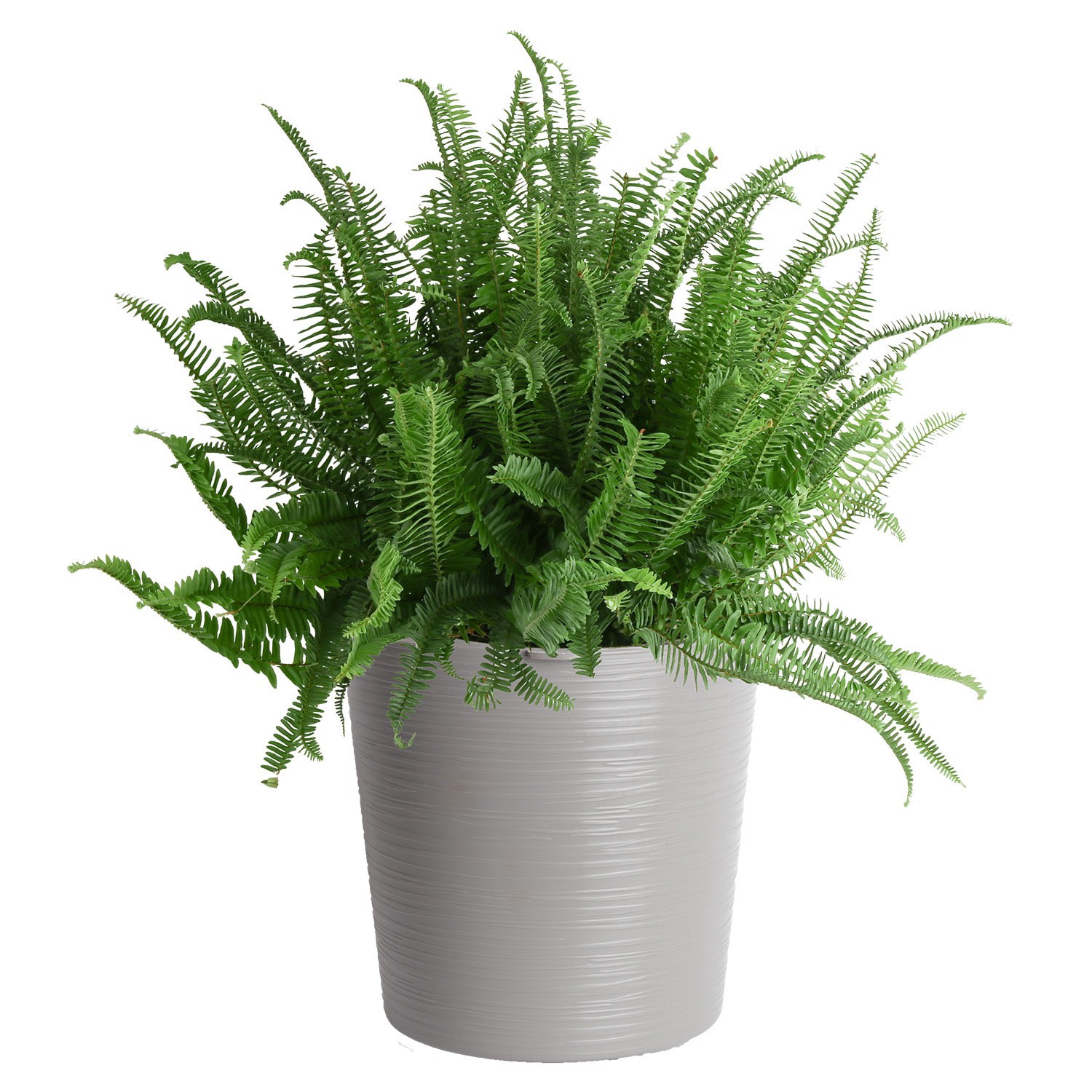 slide 1 of 4, Lowe's Kinberly Queen Fern Accent Shrub in 1.72 -Gallon Planter 1 -Pack, 1 ct