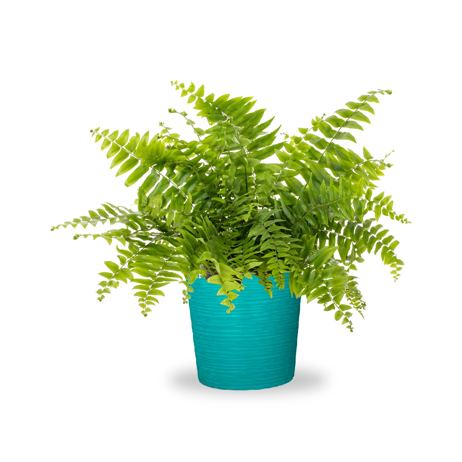 slide 1 of 4, Lowe's Sword Fern Accent Shrub in 1.72 -Gallon Planter 1 -Pack, 1 ct