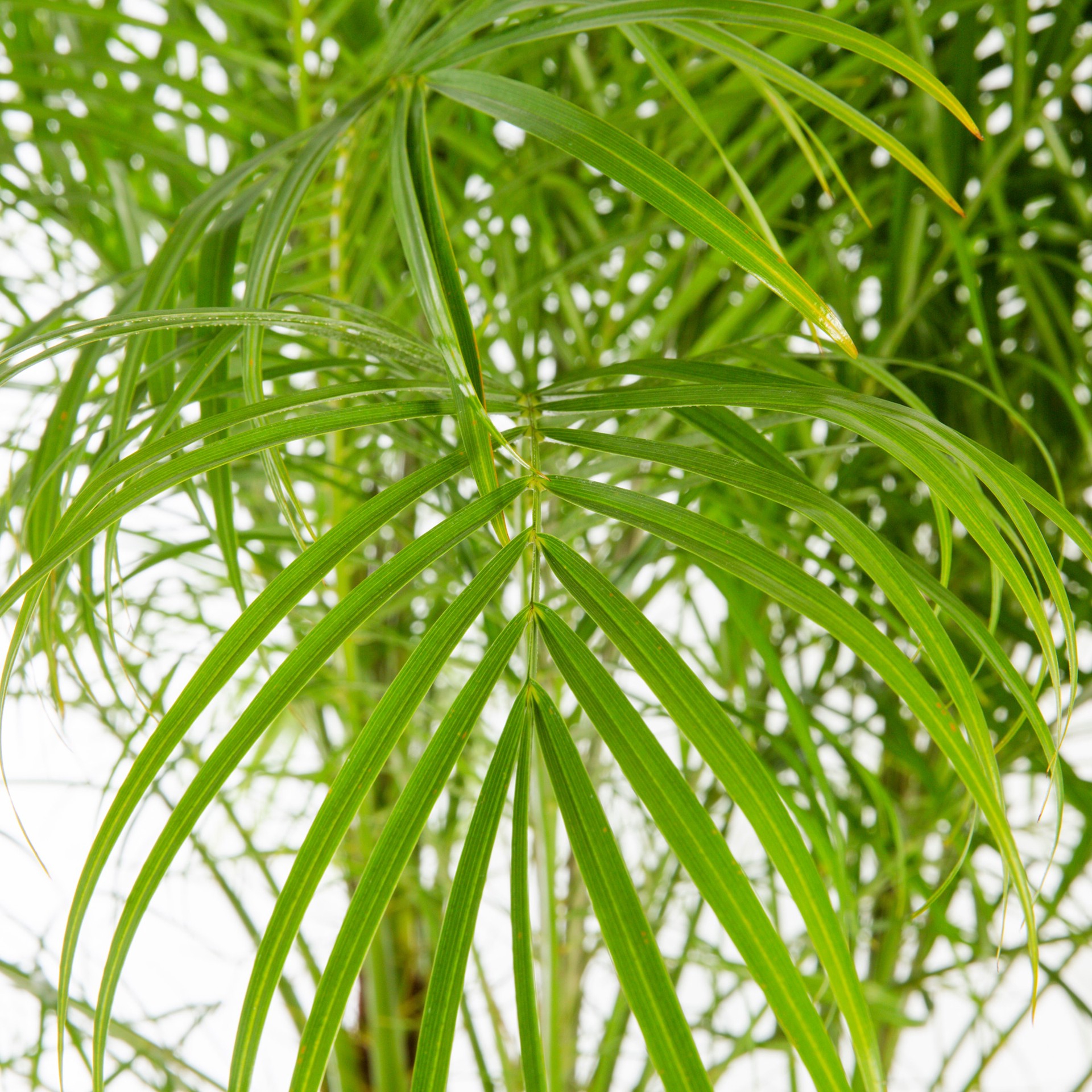 slide 2 of 4, Lowe's 1.72 -Gallon Yellow Feature Pygmy Date Palm In pot (with soil), 1 ct