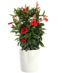 Lowe's 1.72 -Gallon Mandevilla Flowering Shrub with Multicolor Blooms 1.0 -Pack