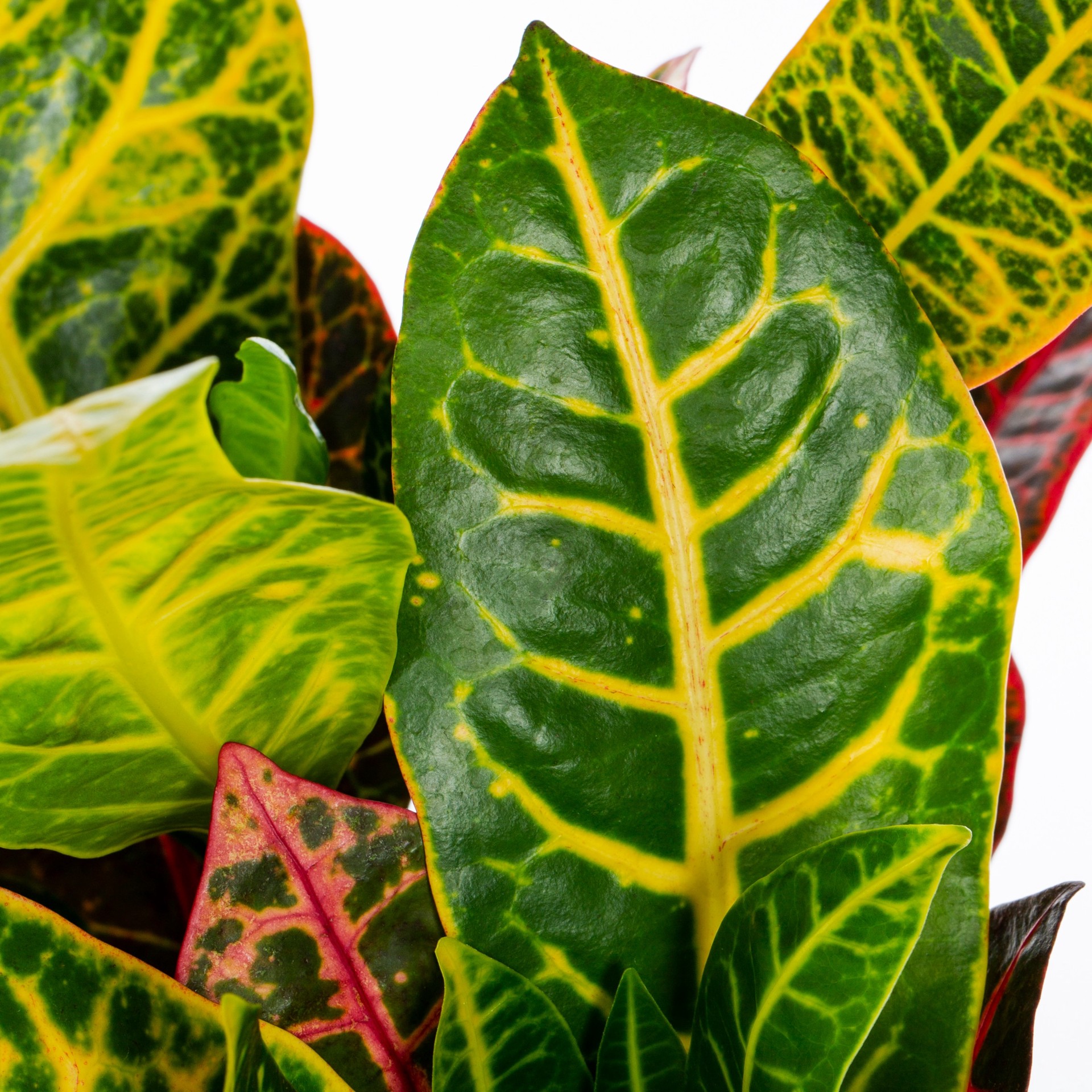 slide 2 of 4, Lowe's Petra Croton Accent Shrub in 1.72 -Gallon Pot 1 -Pack with White Blooms, 1 ct