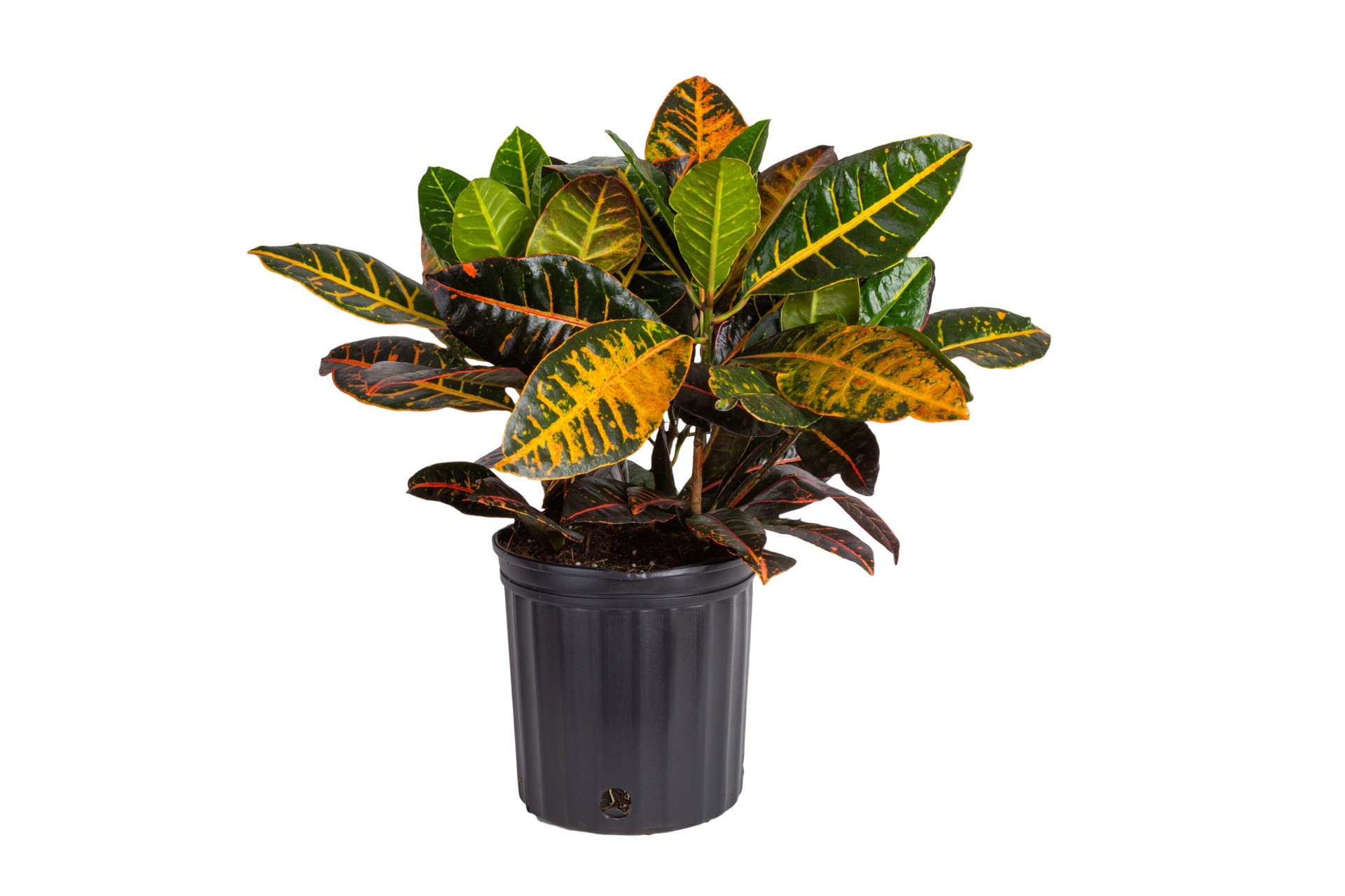 slide 1 of 4, Lowe's Petra Croton Accent Shrub in 1.72 -Gallon Pot 1 -Pack with White Blooms, 1 ct