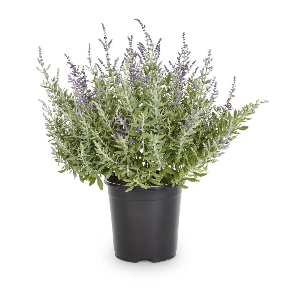 slide 1 of 4, Lowe's Texas Sage Flowering Shrub in 1.72 -Gallon Pot 1 -Pack with Purple Blooms, 1 ct