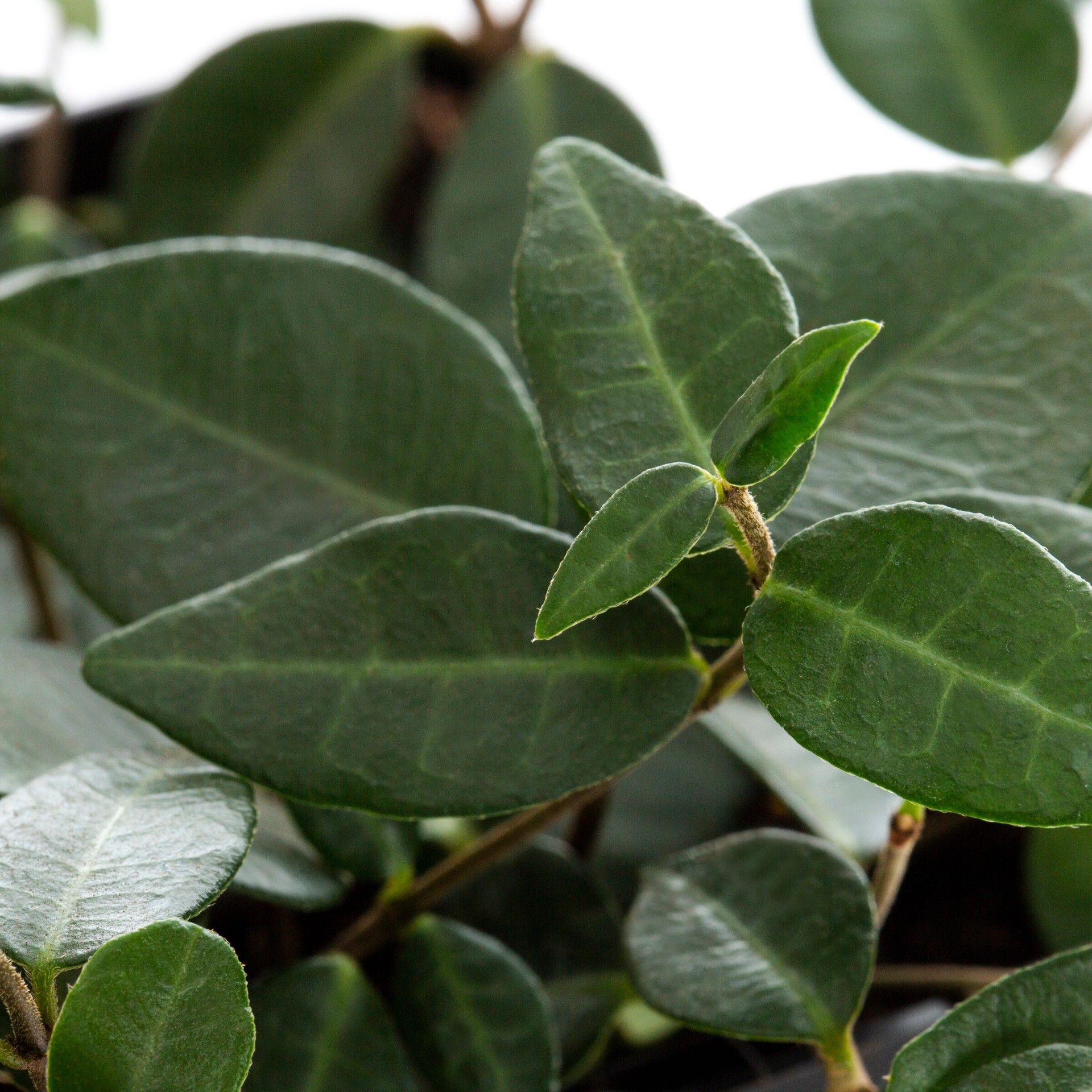 slide 2 of 4, Lowe's Asian Jasmine Flowering Shrub in 1.72 -Gallon Pot 1 -Pack with White Blooms, 1 ct