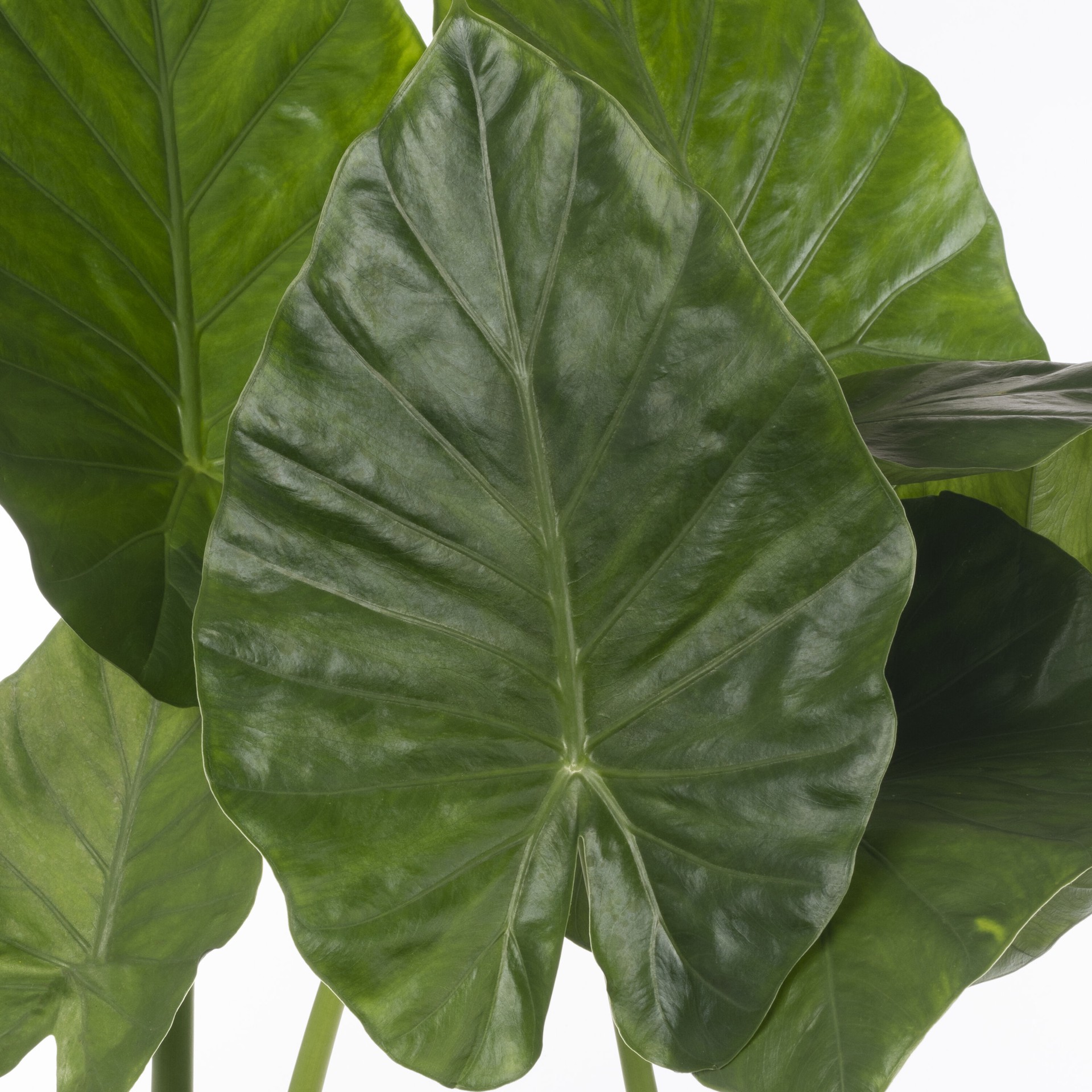 slide 2 of 4, Lowe's Upright Elephant Ears Feature Shrub in 1.72 -Gallon Pot 1 -Pack with Yellow Blooms, 1 ct