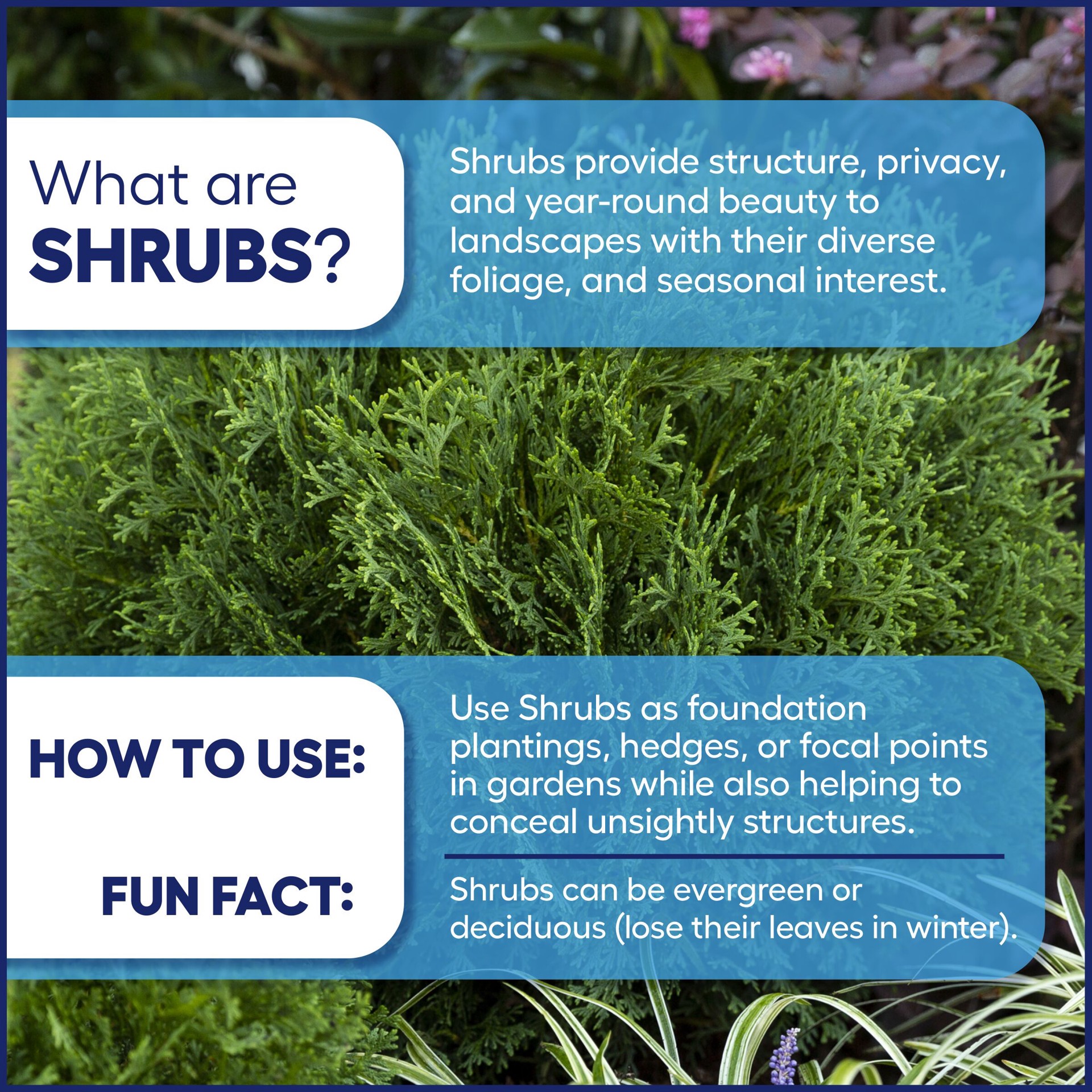 slide 3 of 4, Lowe's Upright Elephant Ears Feature Shrub in 1.72 -Gallon Pot 1 -Pack with Yellow Blooms, 1 ct