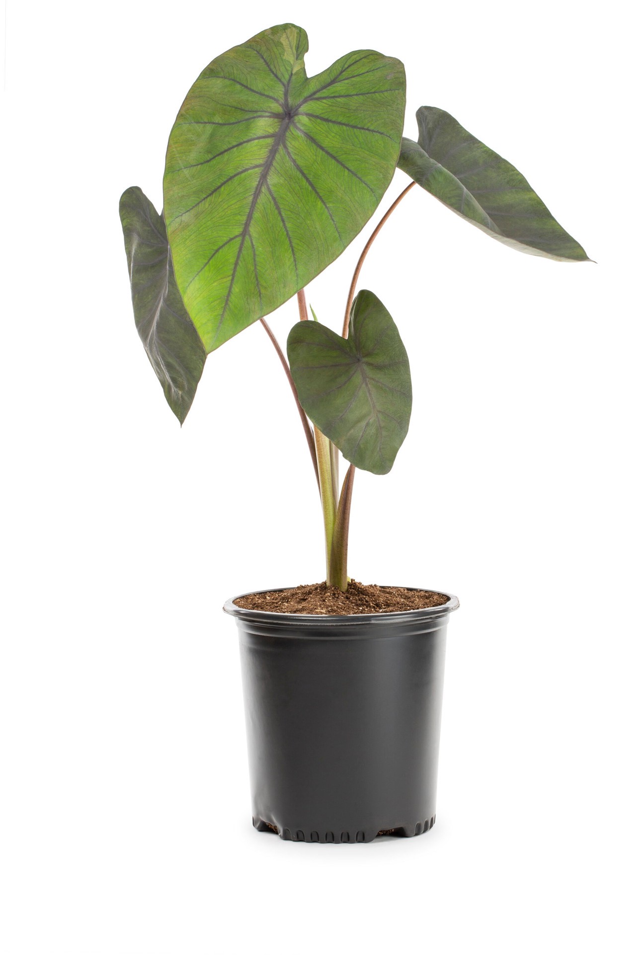 slide 1 of 4, Lowe's Upright Elephant Ears Feature Shrub in 1.72 -Gallon Pot 1 -Pack with Yellow Blooms, 1 ct