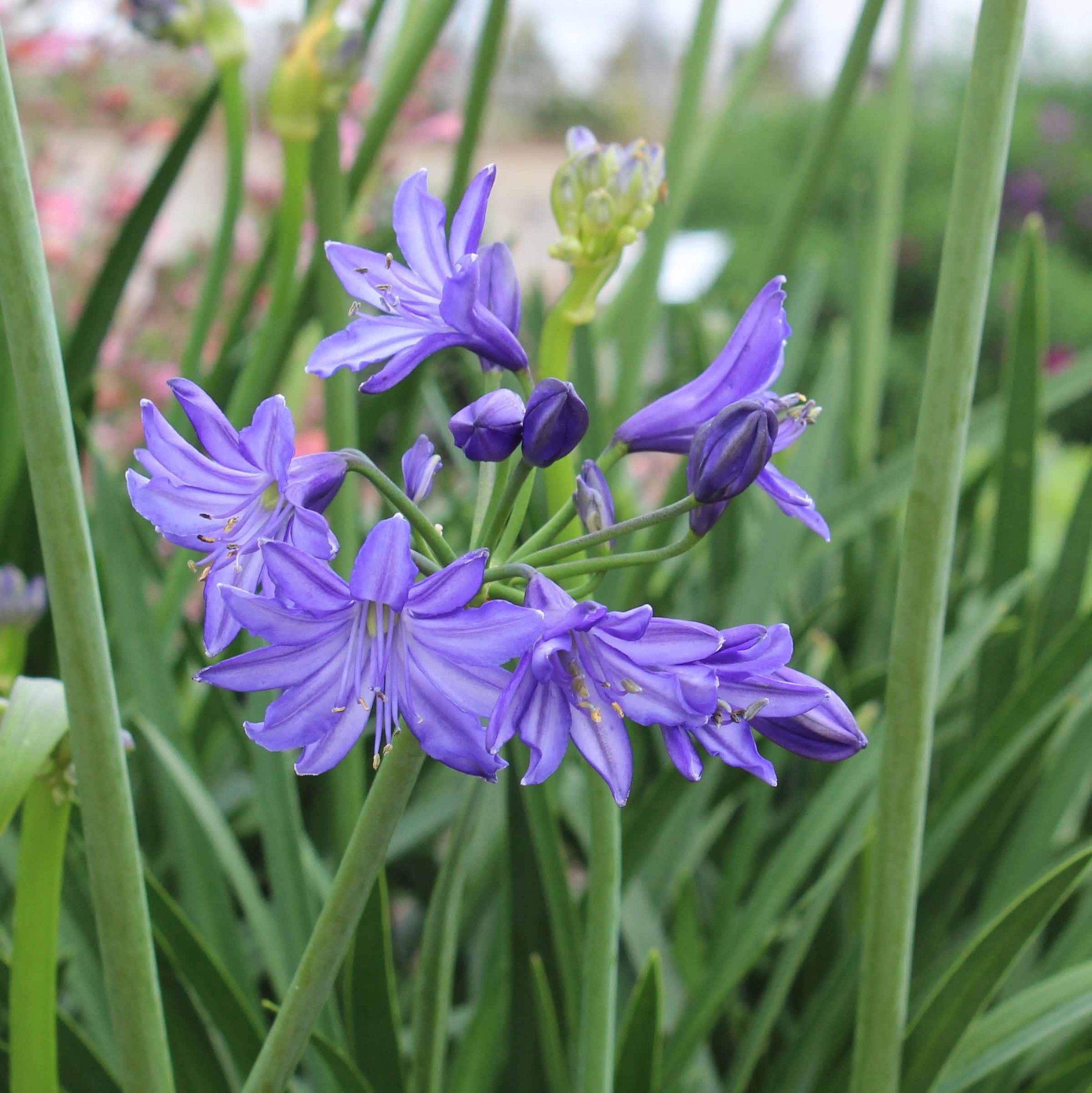 slide 2 of 4, Lowe's Agapanthus Flowering Shrub in 1.72 -Gallon Pot 1 -Pack with Blue Blooms, 1 ct