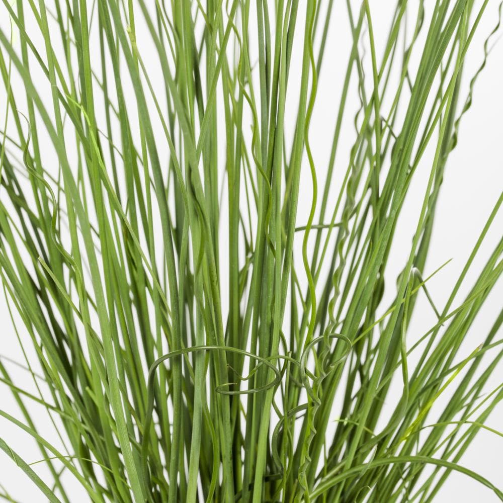 slide 2 of 2, Lowe's Soft Rush Plant in 2.5-Quart Pot, 1 ct