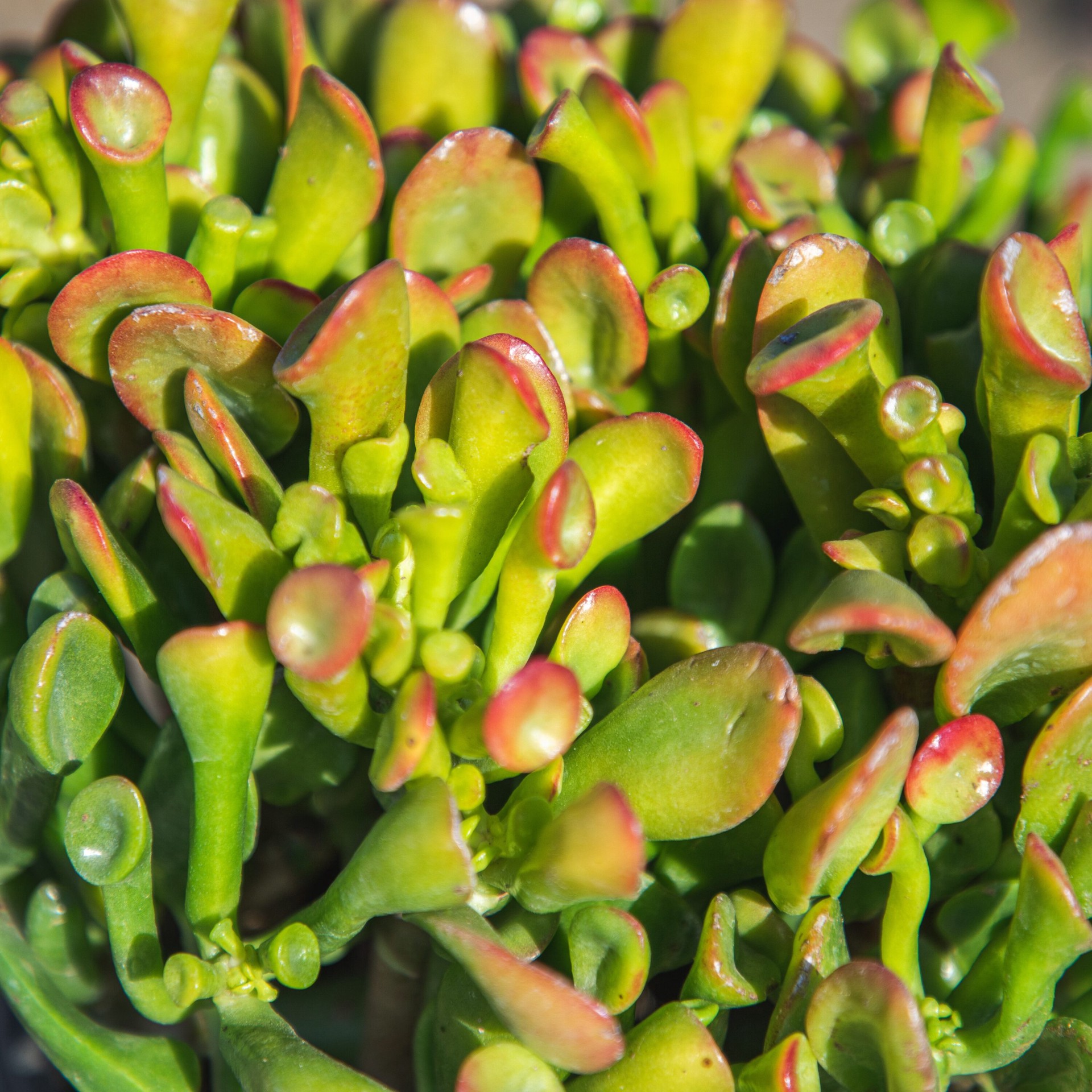 slide 2 of 4, Lowe's Jade Plant Feature Shrub in 2.5 -Quart Pot 1 -Pack with Multicolor Blooms, 1 ct
