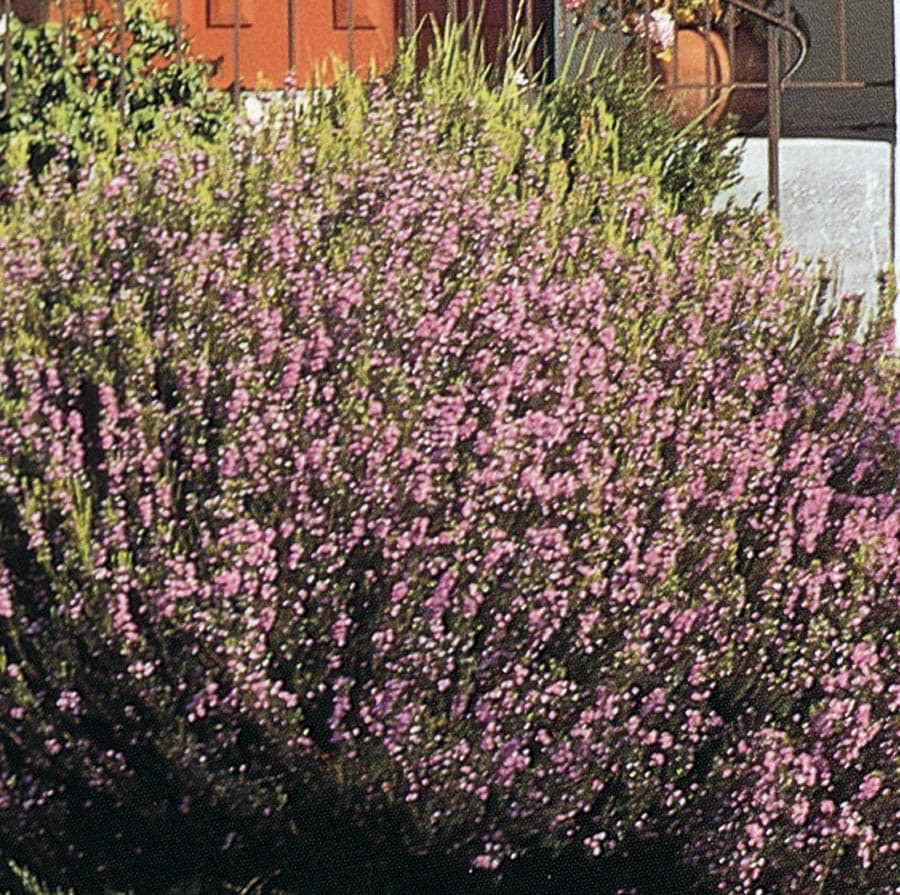 slide 1 of 1, Lowe's Pink Breath of Heaven Flowering Shrub in In pot (with soil) with Pink Blooms, 1 ct