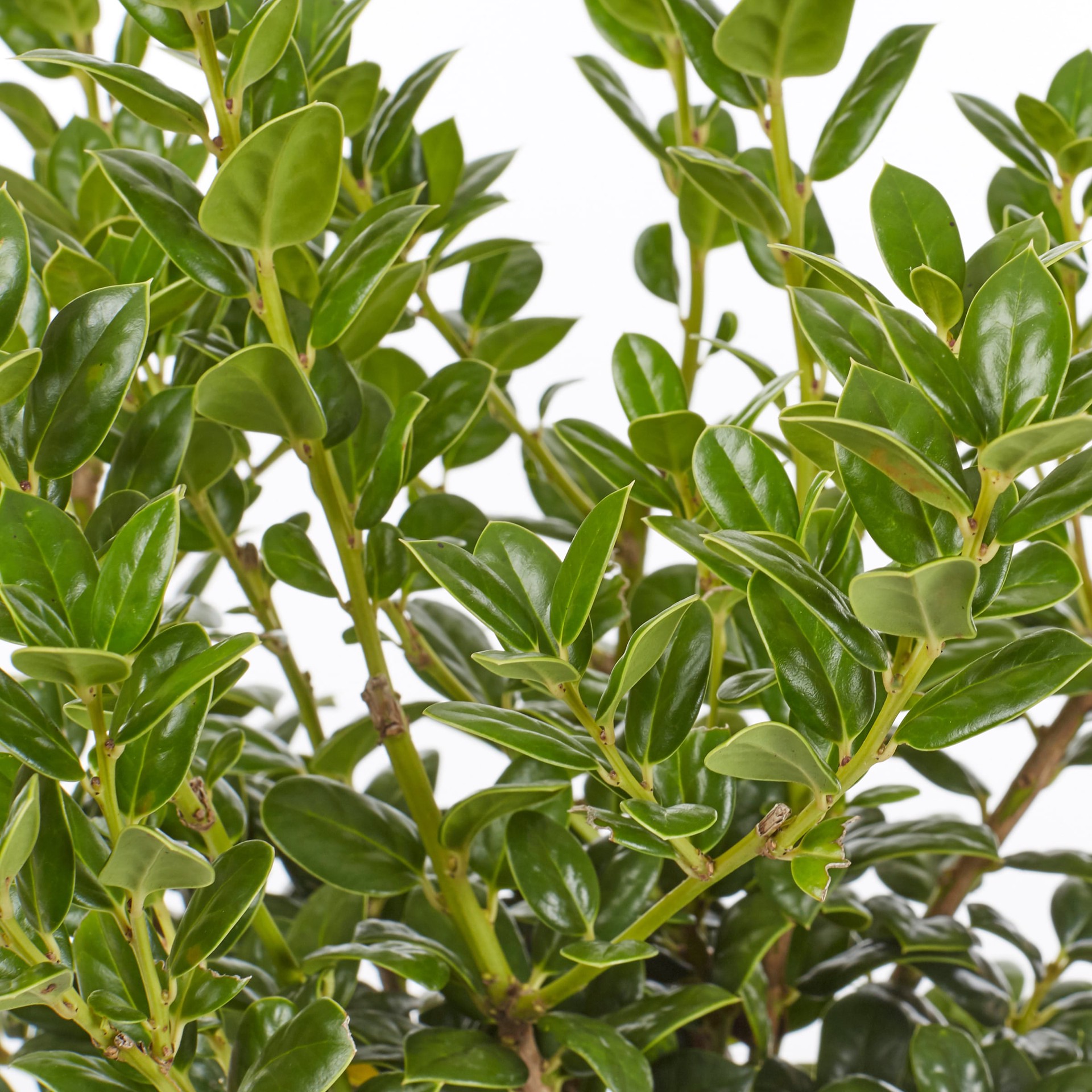 slide 2 of 2, Lowe's Burford Holly Shrub in 2.5 -Quart Pot, 1 ct