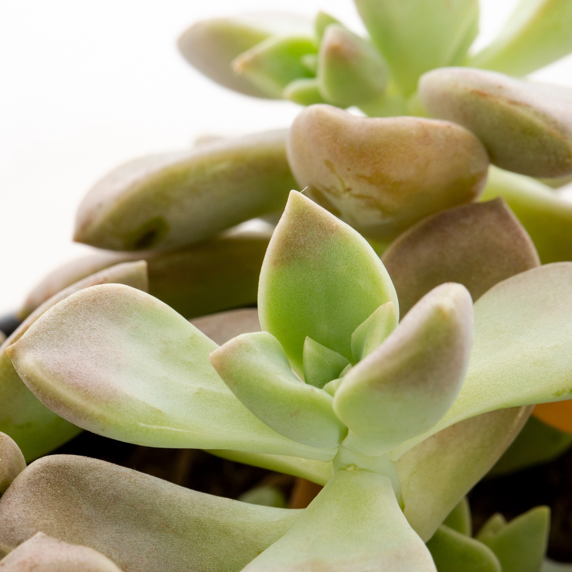 slide 2 of 4, Lowe's Leatherpetal Accent Shrub in 2.5 -Quart Pot 1 -Pack with Multicolor Blooms, 1 ct