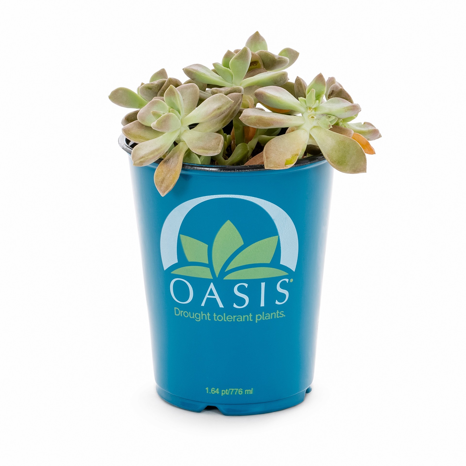 slide 1 of 4, Lowe's Leatherpetal Accent Shrub in 2.5 -Quart Pot 1 -Pack with Multicolor Blooms, 1 ct