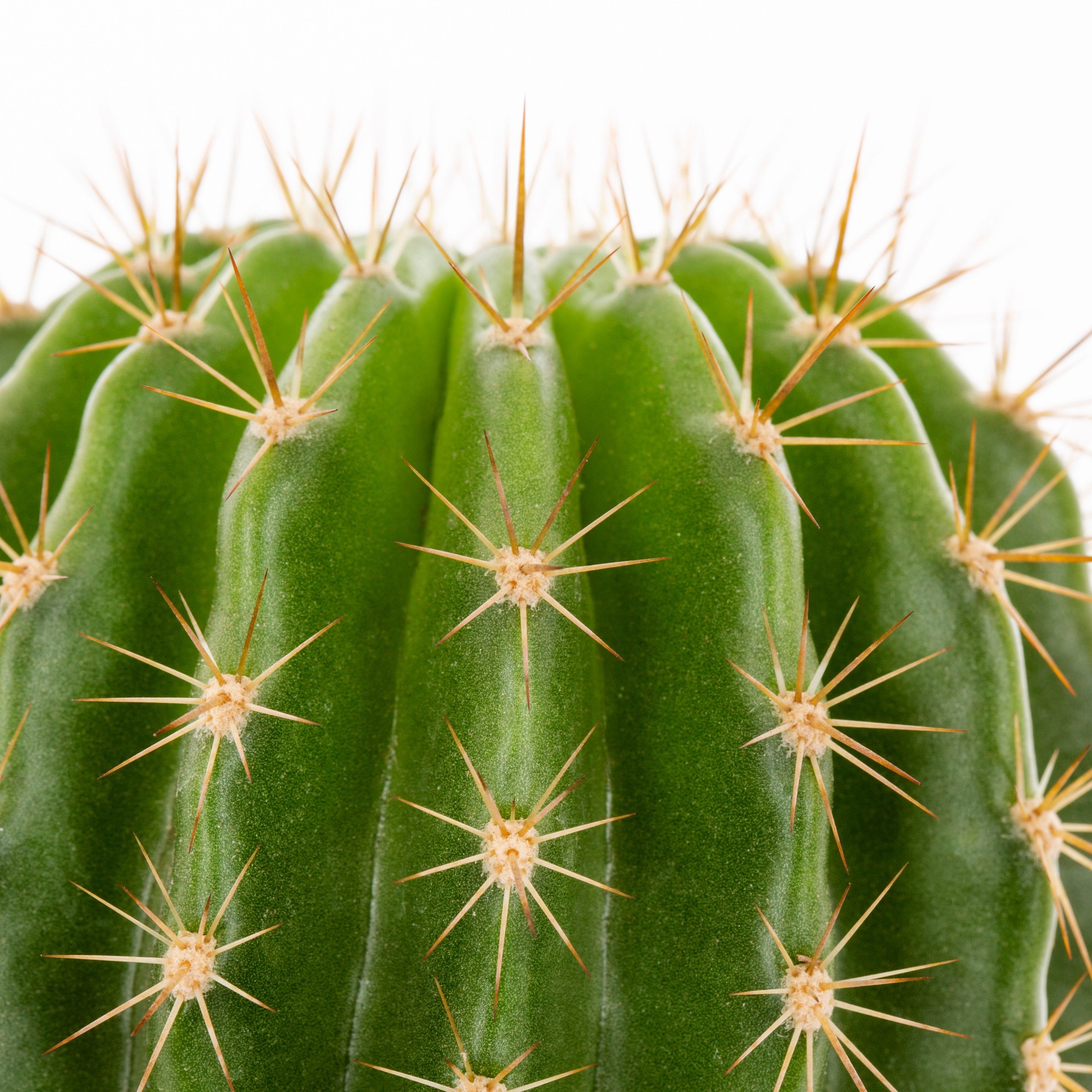 slide 2 of 4, Lowe's Pascana Cactus Accent Shrub in 3.7 -Gallon Pot 1 -Pack with Multicolor Blooms, 1 ct