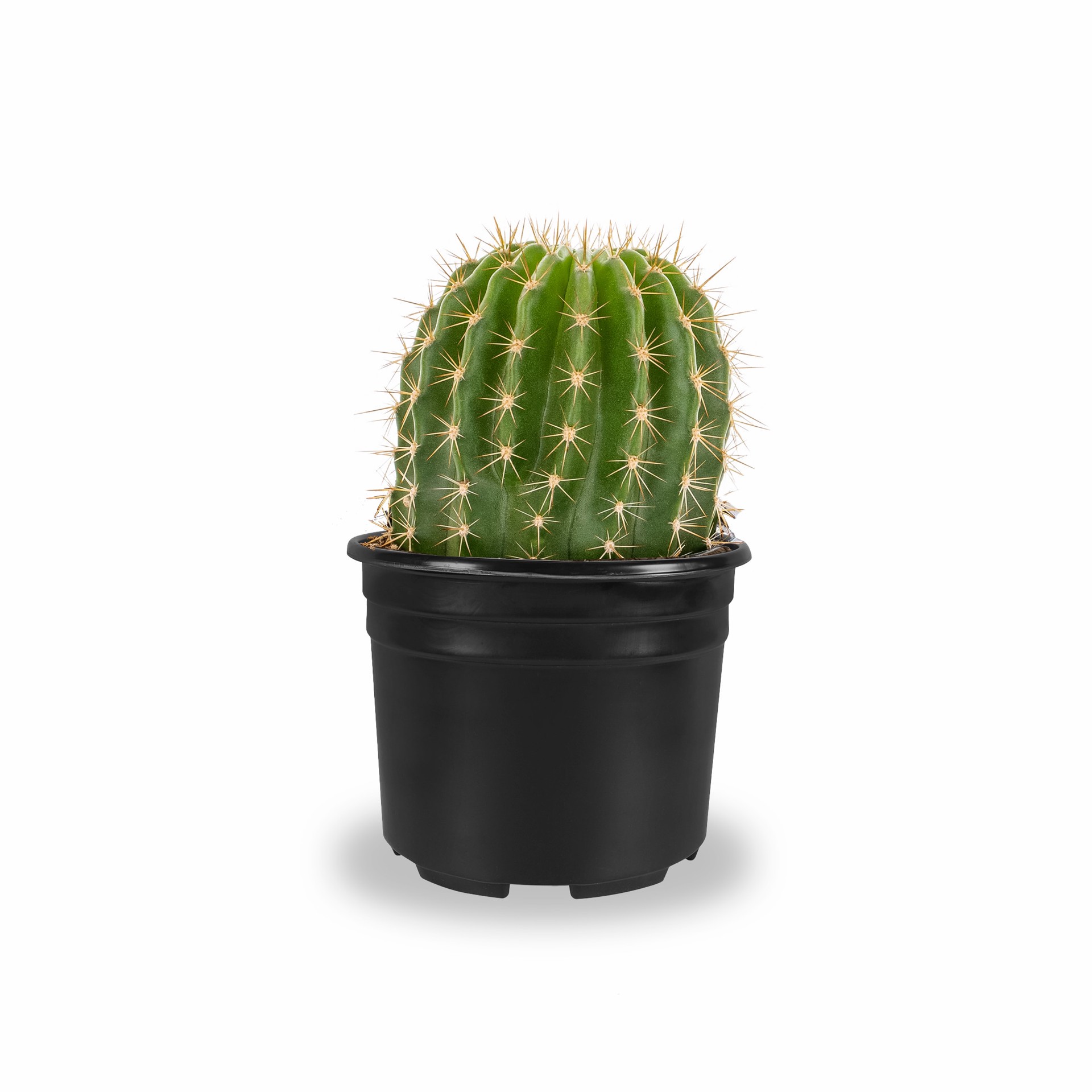 slide 1 of 4, Lowe's Pascana Cactus Accent Shrub in 3.7 -Gallon Pot 1 -Pack with Multicolor Blooms, 1 ct