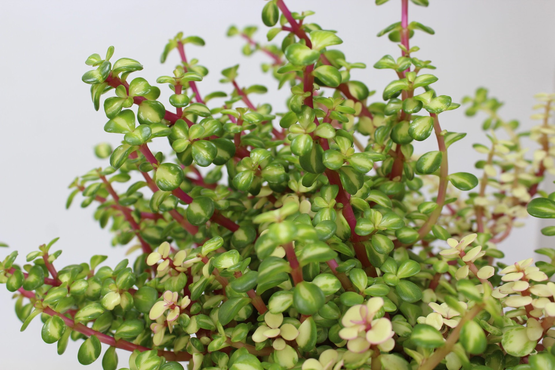 slide 2 of 4, Lowe's Elephant Bush Foundation/Hedge Shrub in 1.5 -Gallon Pot 1 -Pack with Multicolor Blooms, 1 ct