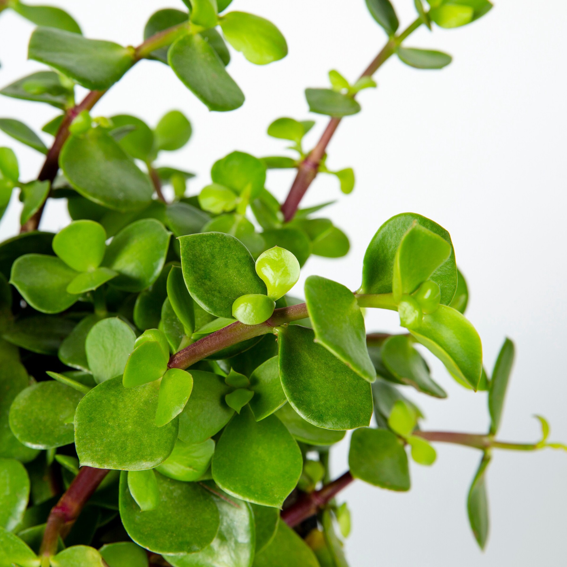 slide 2 of 6, Lowe's 1.0 -Pack Succulent in 1.50 -Gallon Pot, 1 ct