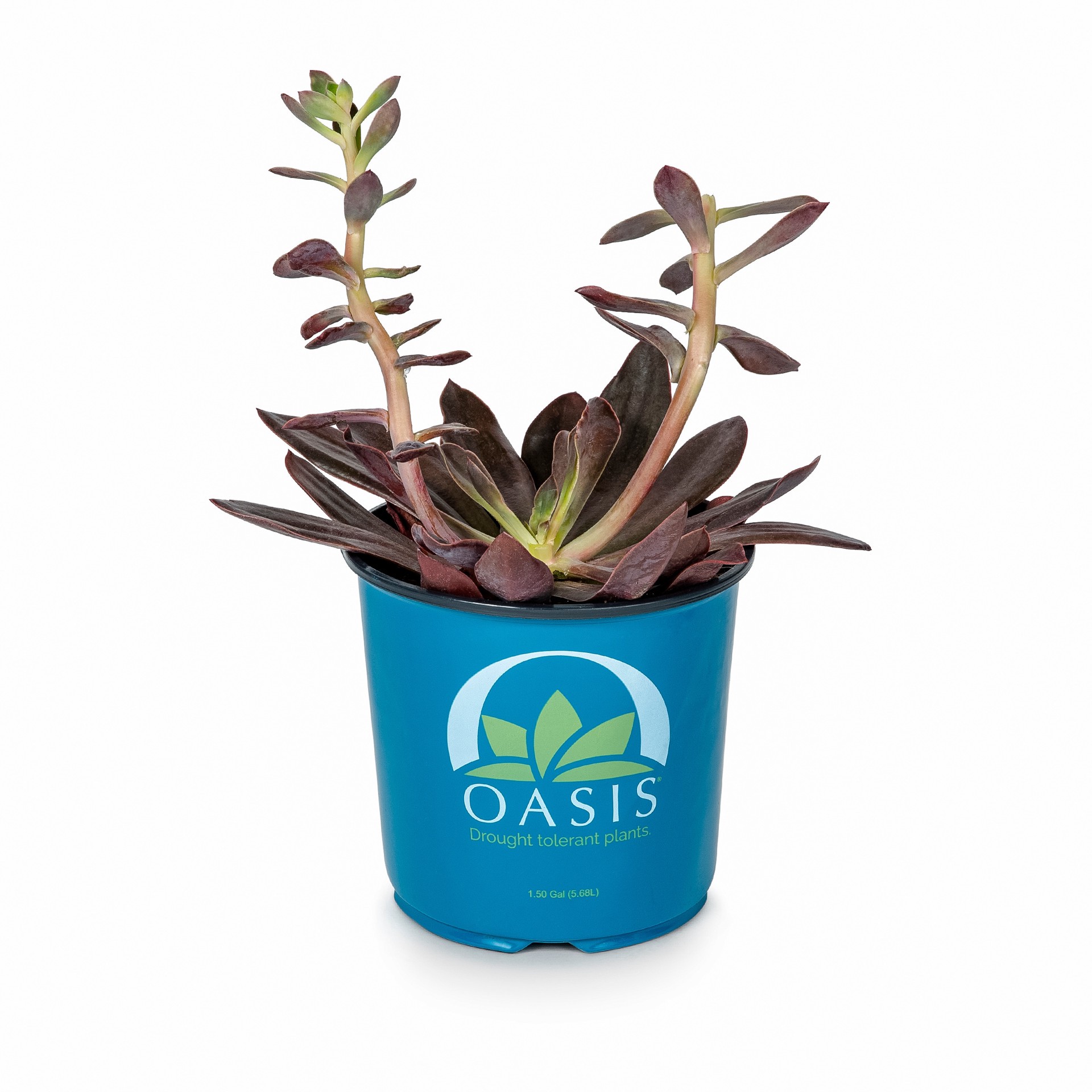 slide 3 of 6, Lowe's 1.0 -Pack Succulent in 1.50 -Gallon Pot, 1 ct