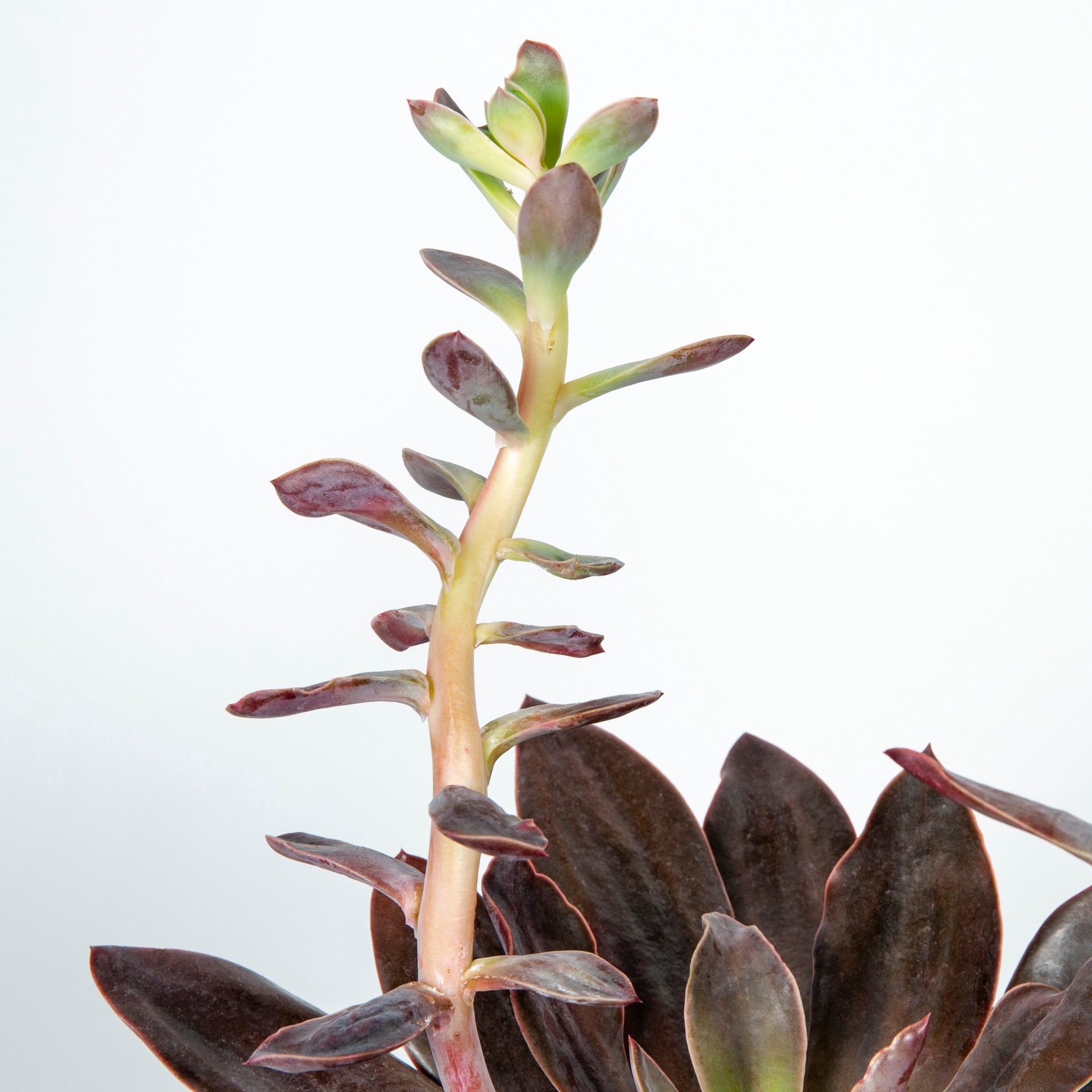 slide 4 of 6, Lowe's 1.0 -Pack Succulent in 1.50 -Gallon Pot, 1 ct