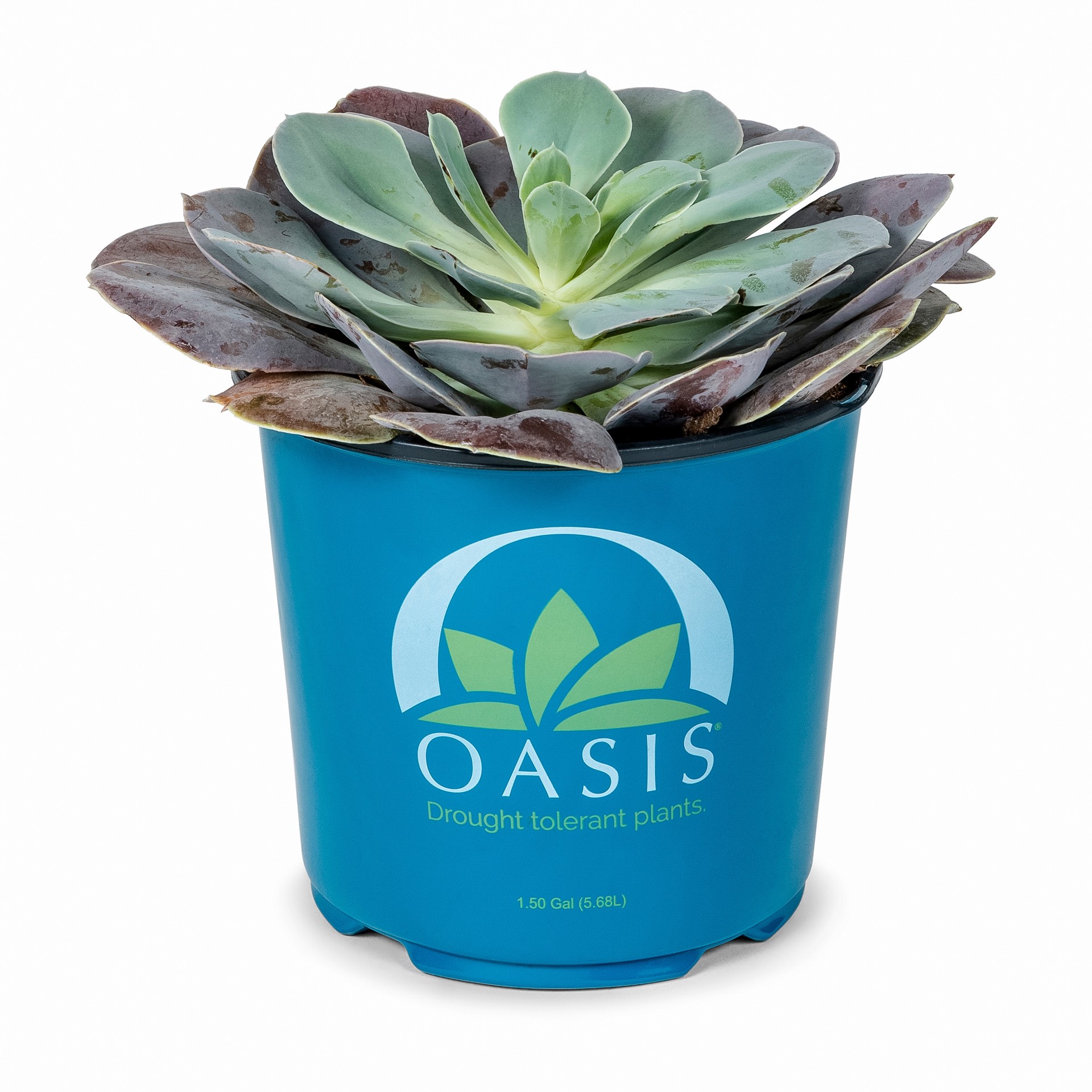 slide 5 of 6, Lowe's 1.0 -Pack Succulent in 1.50 -Gallon Pot, 1 ct