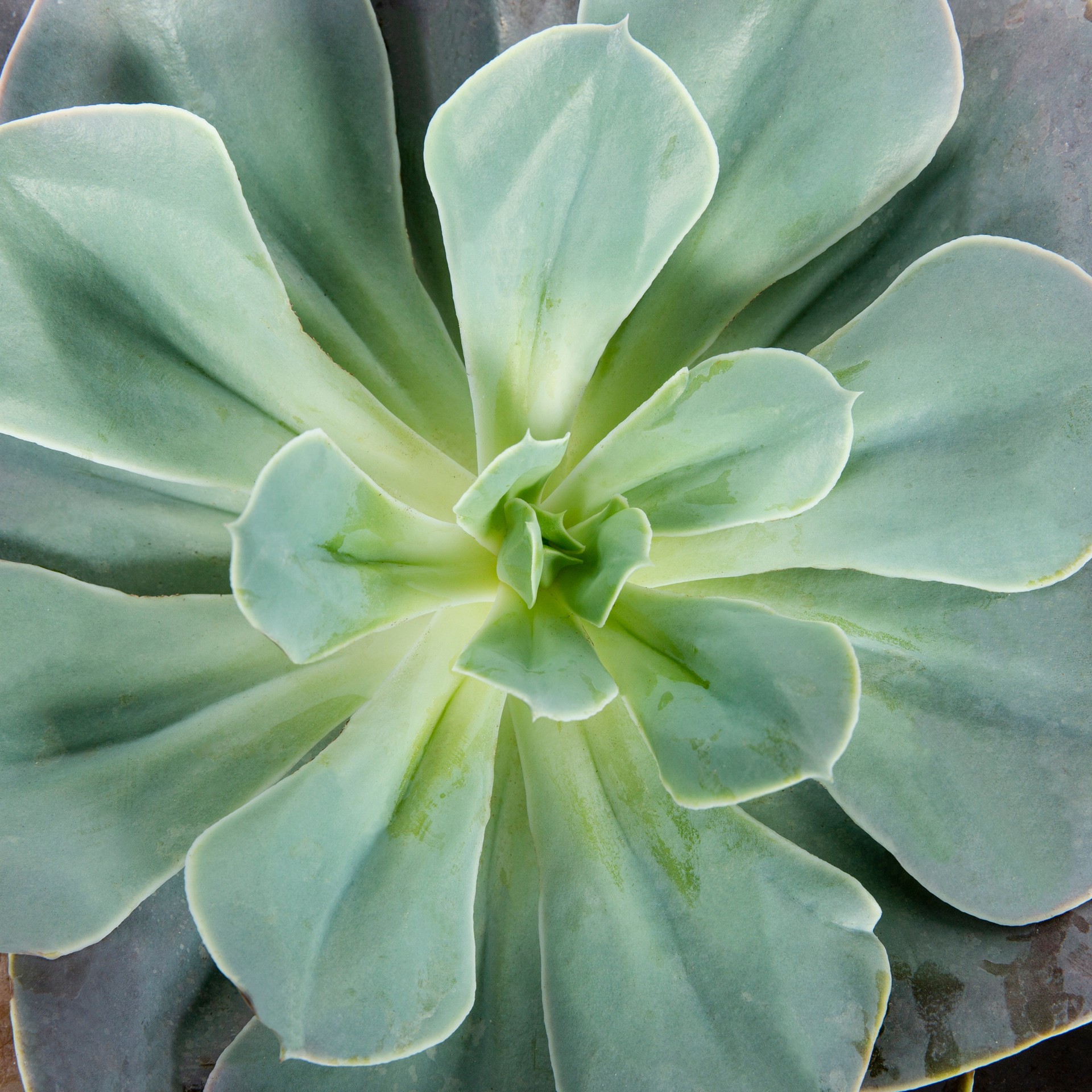 slide 6 of 6, Lowe's 1.0 -Pack Succulent in 1.50 -Gallon Pot, 1 ct
