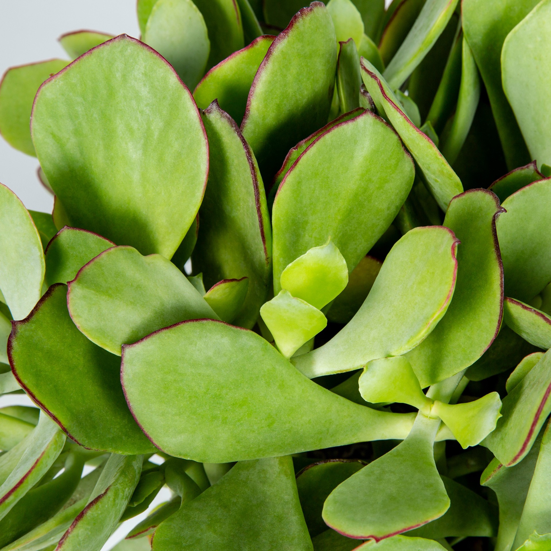 slide 2 of 4, Lowe's Pig's Ear Accent Shrub in 2.5 -Quart Pot 1 -Pack with Orange Blooms, 1 ct