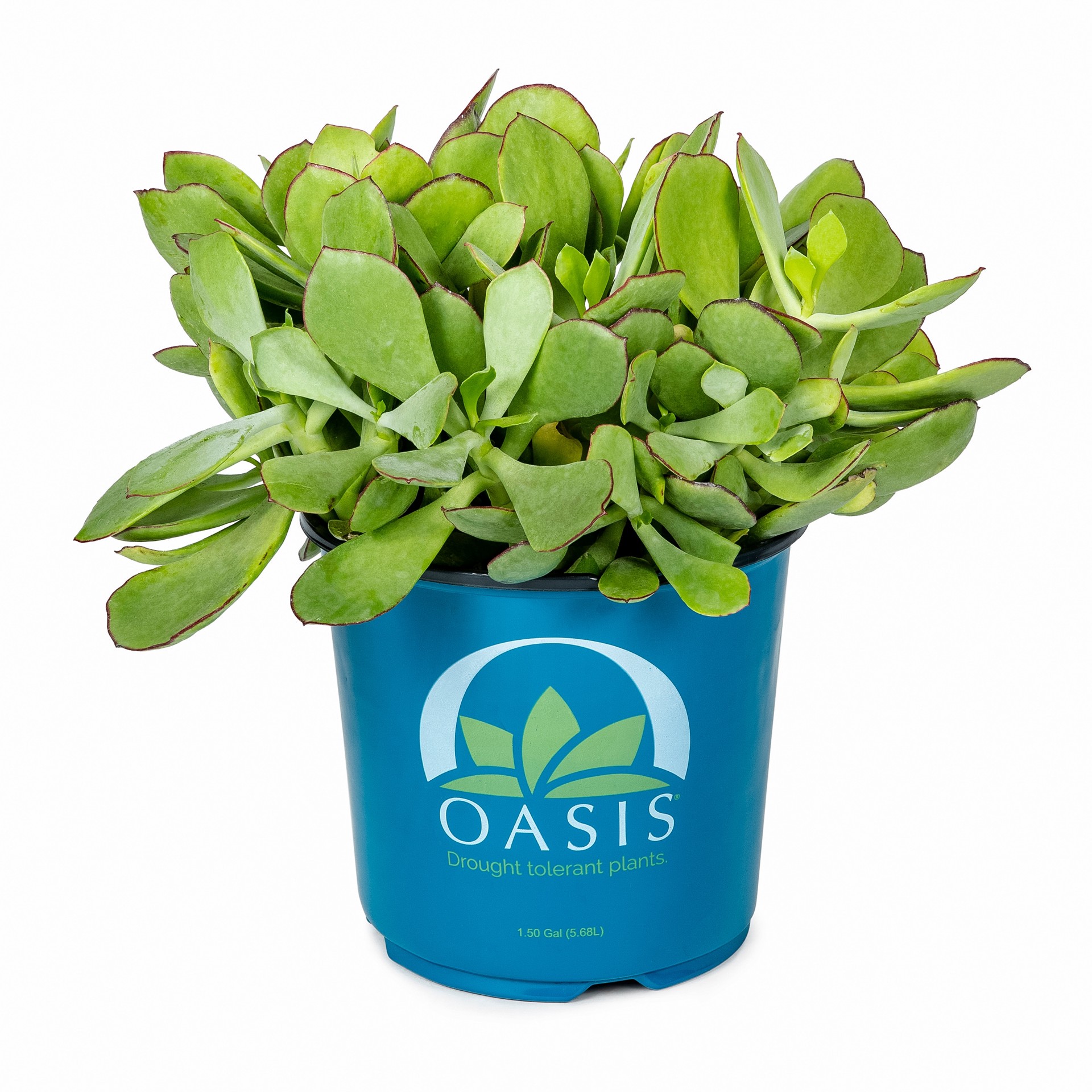 slide 1 of 4, Lowe's Pig's Ear Accent Shrub in 2.5 -Quart Pot 1 -Pack with Orange Blooms, 1 ct