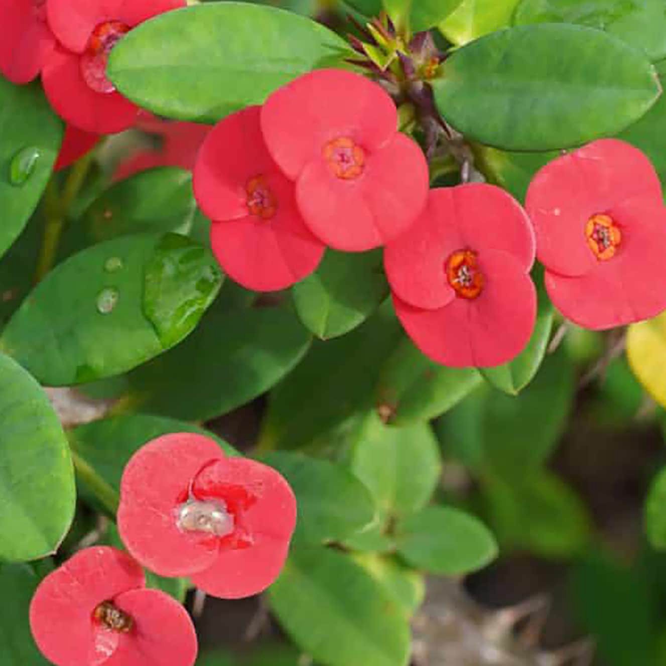 slide 2 of 4, Lowe's Crown-of-thorns Feature Shrub in 2.5 -Quart Pot 1 -Pack with Multicolor Blooms, 1 ct