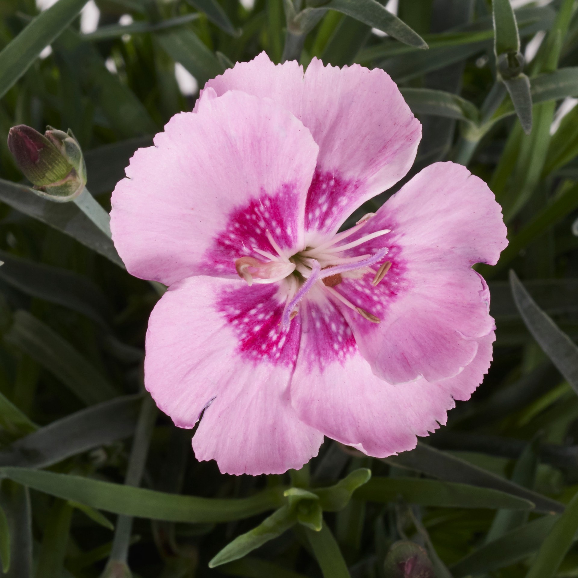 slide 2 of 4, Lowe's Multicolor Dianthus Plant in 2 -Quart Pot 1 -Pack, 1 ct