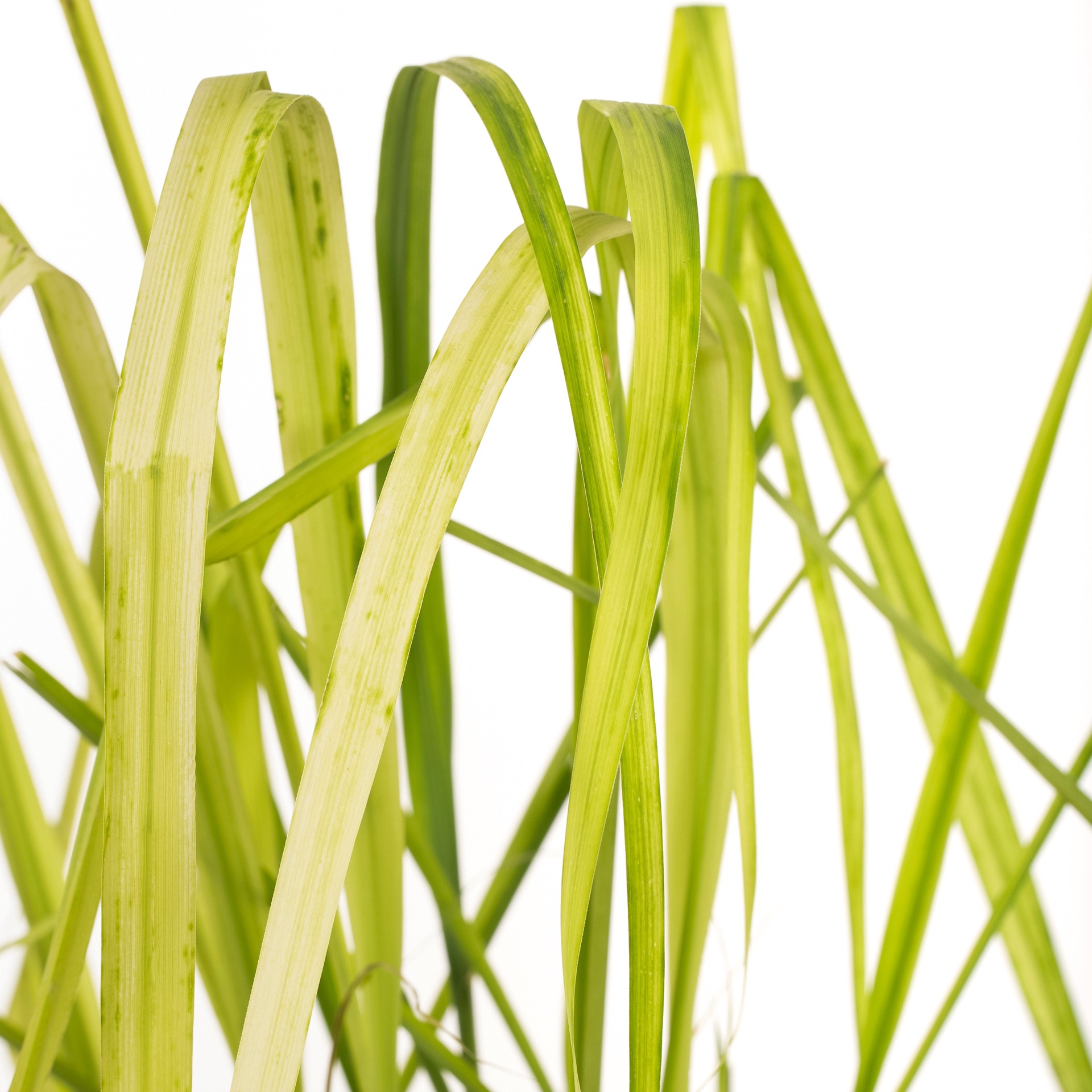 slide 2 of 2, Lowe's CYMBOPOGON GRASS Plant in 2.5 -Quart Pot 1 -Pack, 1 ct