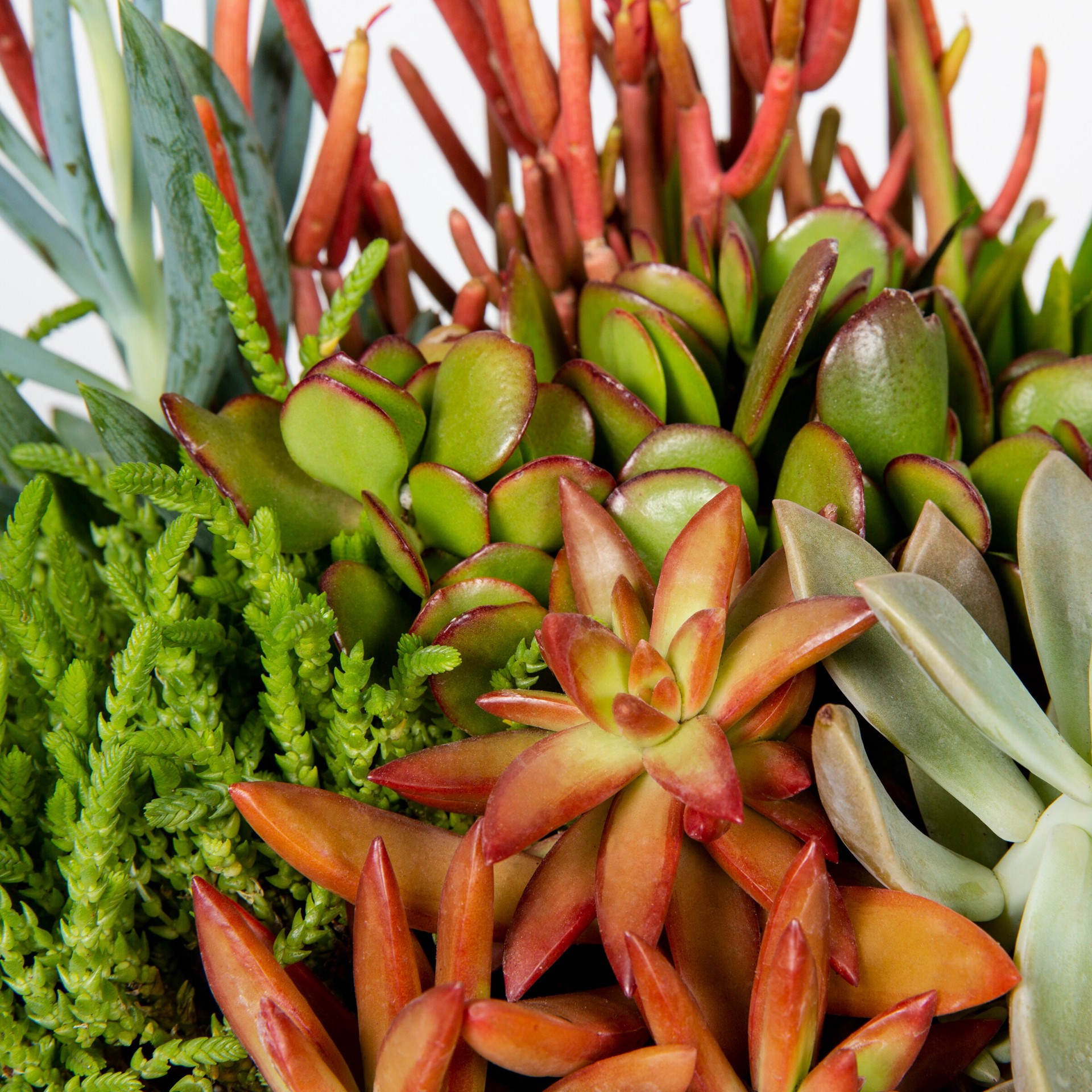 slide 2 of 4, Lowe's 1.0 -Pack Succulents in 1.00 -Gallon Planter, 1 ct