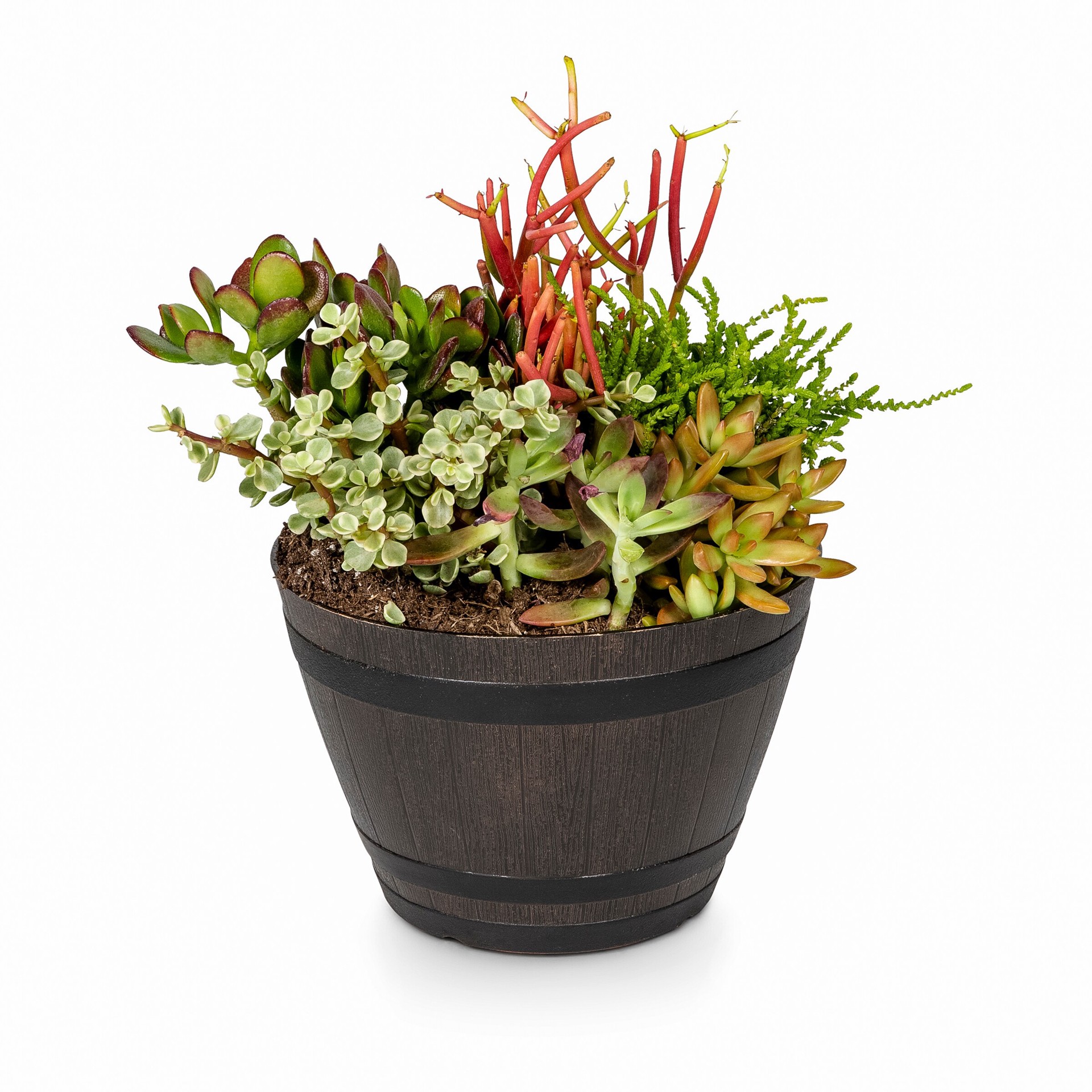 slide 3 of 4, Lowe's 1.0 -Pack Succulents in 1.00 -Gallon Planter, 1 ct