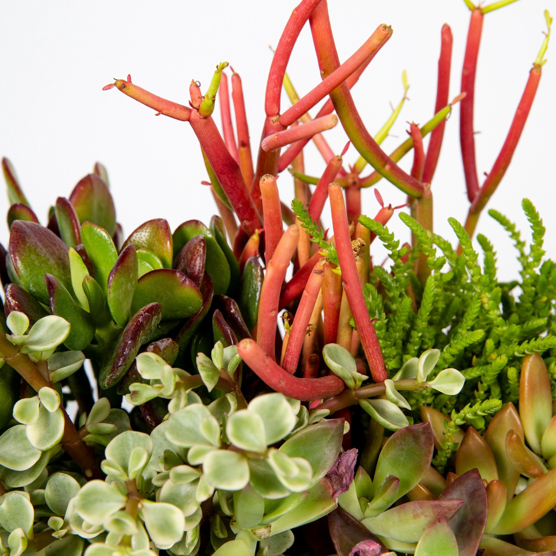 slide 4 of 4, Lowe's 1.0 -Pack Succulents in 1.00 -Gallon Planter, 1 ct