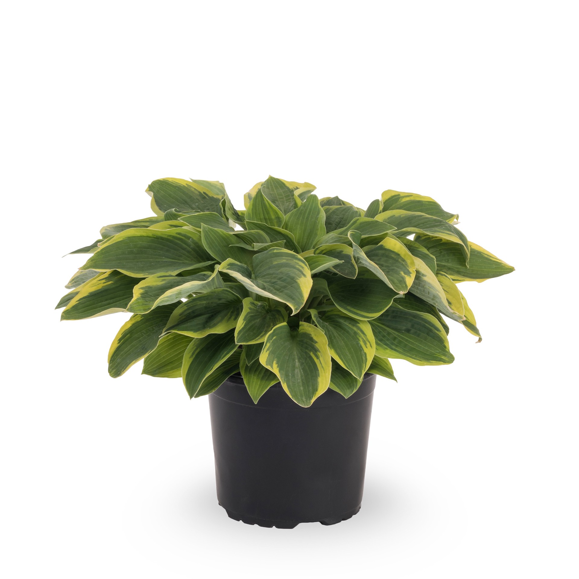 slide 1 of 4, Lowe's Purple Minuteman Hosta Plant in 2.5 -Quart Pot 1 -Pack, 1 ct