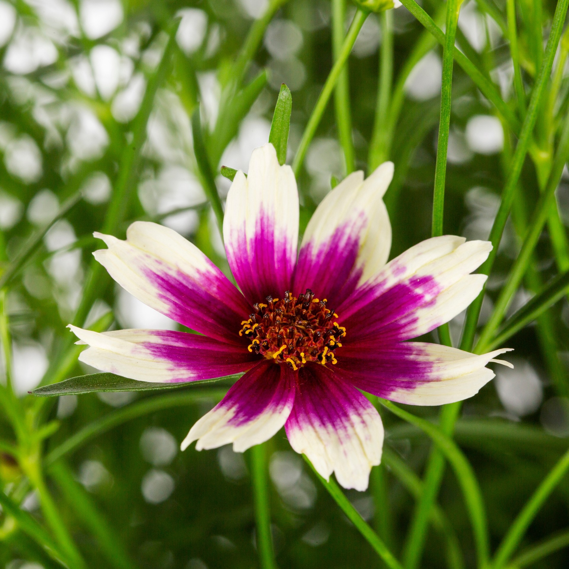 slide 2 of 6, Lowe's Multicolor Coreopsis Plant in 1.5-Gallon Pot, 1 ct