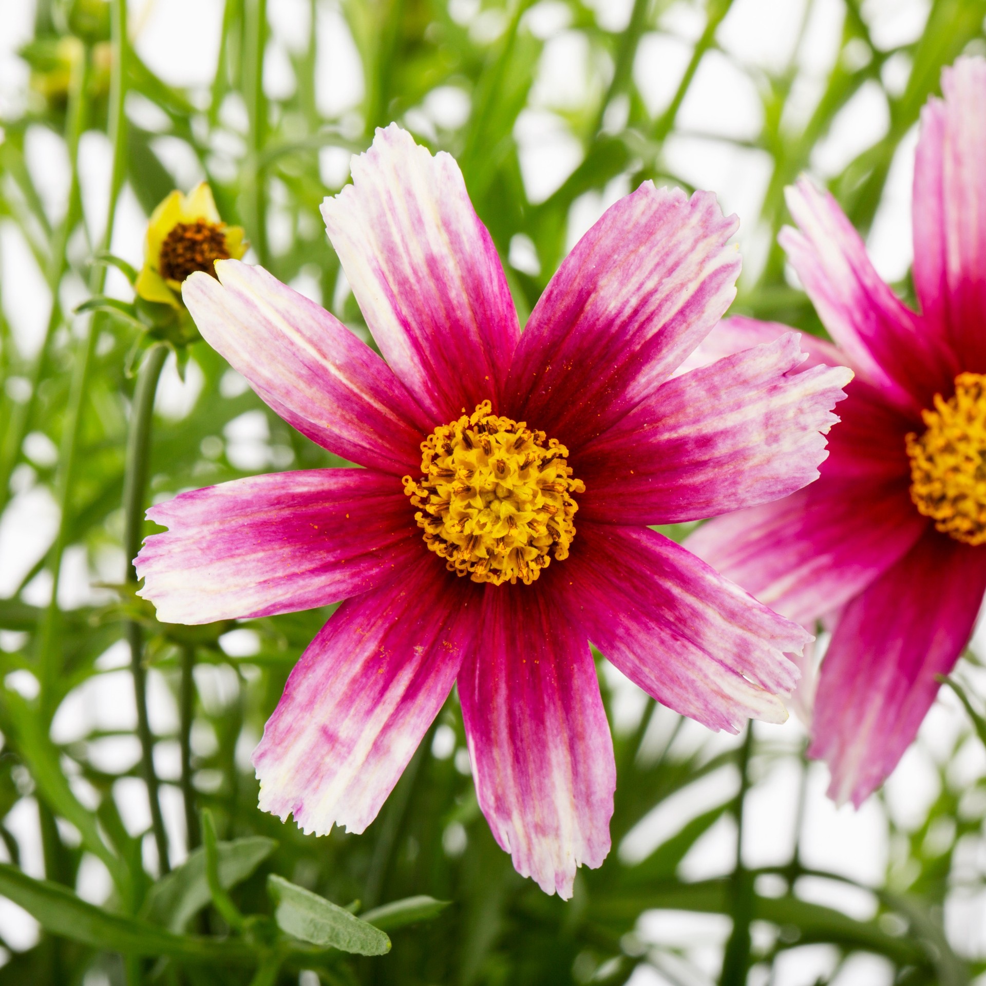 slide 4 of 6, Lowe's Multicolor Coreopsis Plant in 1.5-Gallon Pot, 1 ct