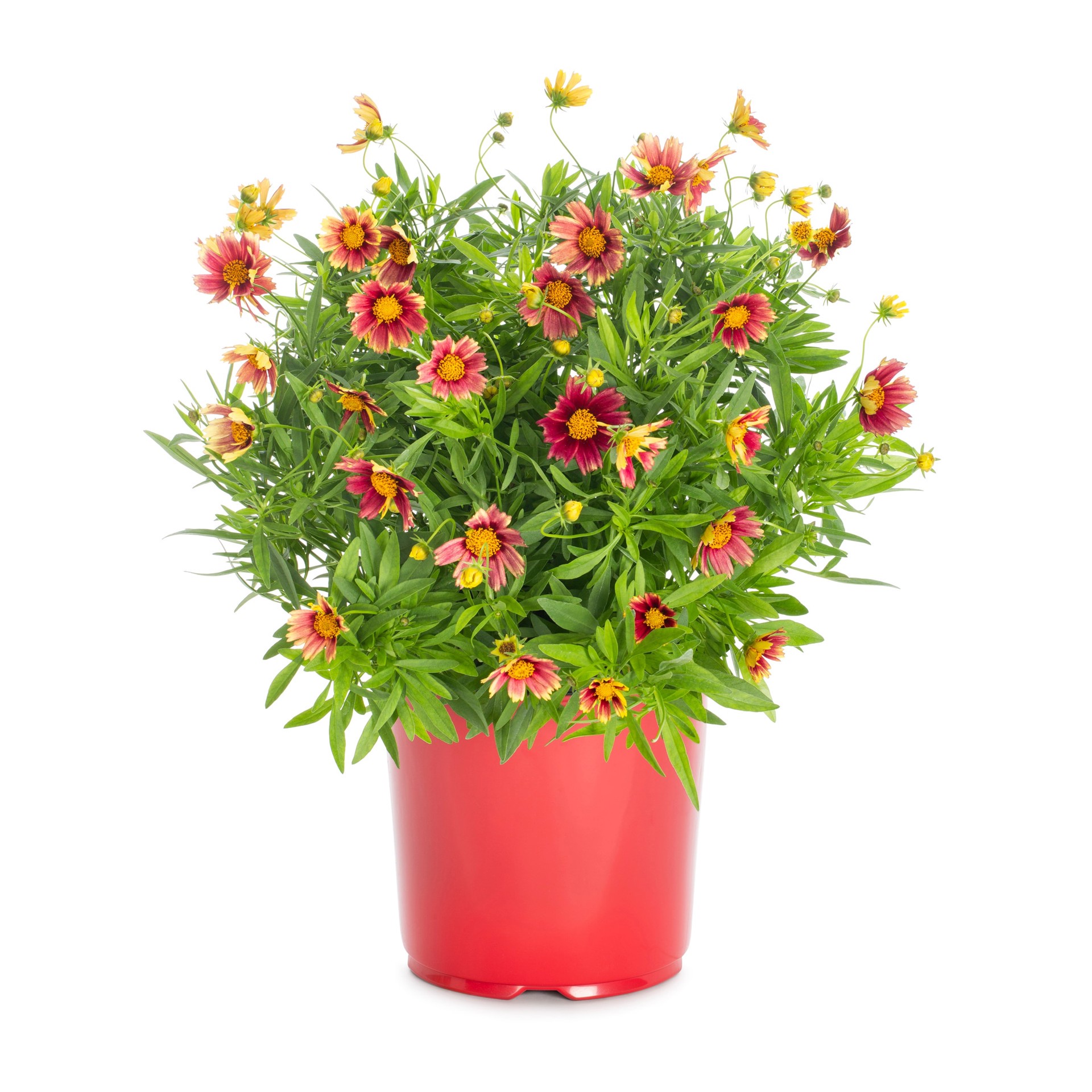 slide 5 of 6, Lowe's Multicolor Coreopsis Plant in 1.5-Gallon Pot, 1 ct