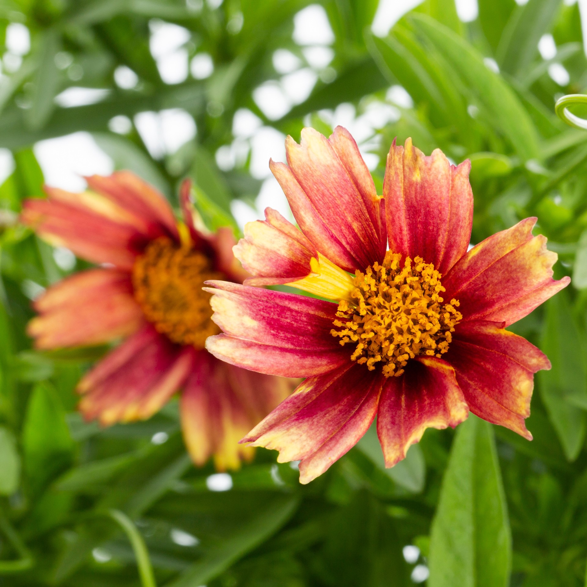slide 6 of 6, Lowe's Multicolor Coreopsis Plant in 1.5-Gallon Pot, 1 ct